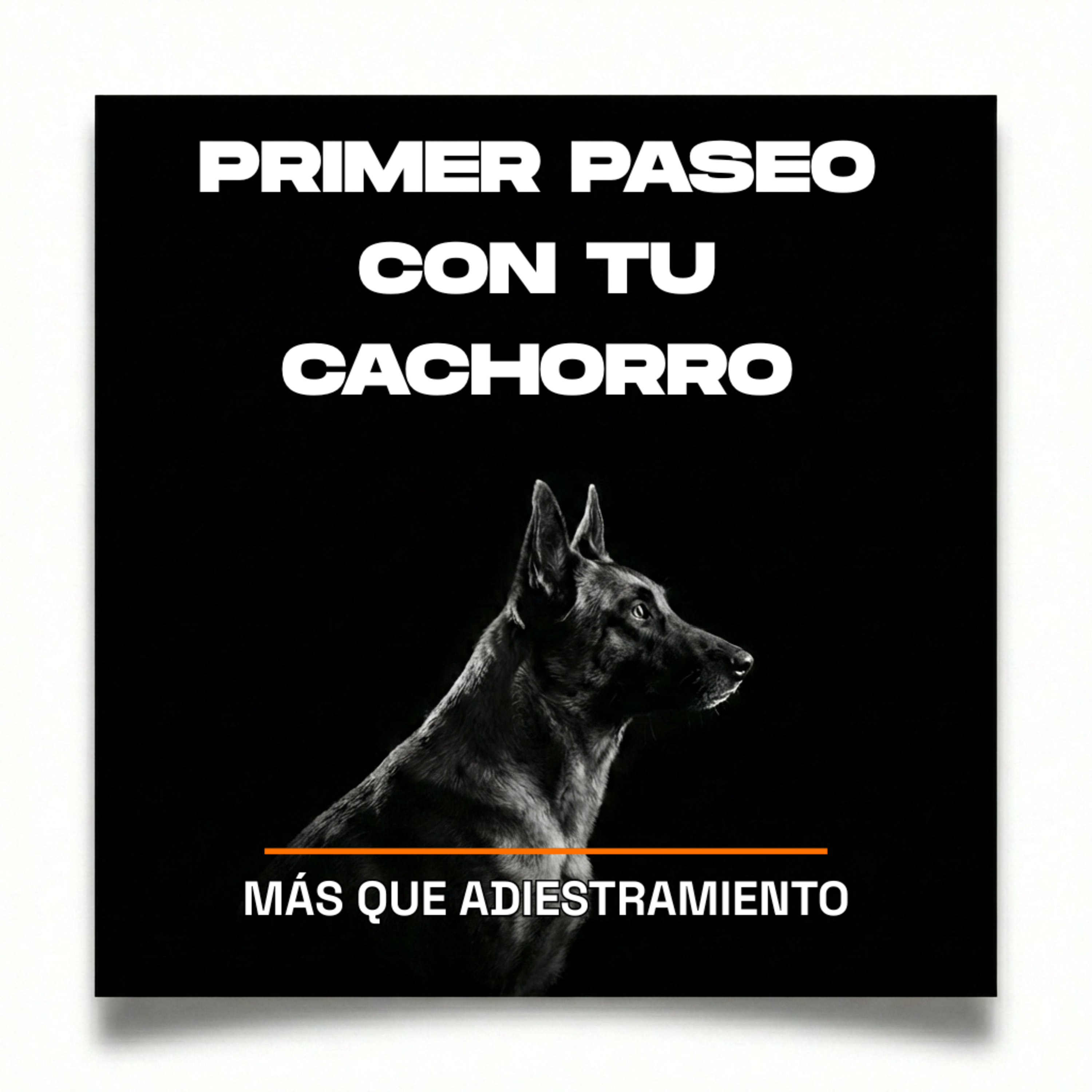 4.12 Primeros paseos con tu cachorro: deja de obsesionarte con la correa episode artwork