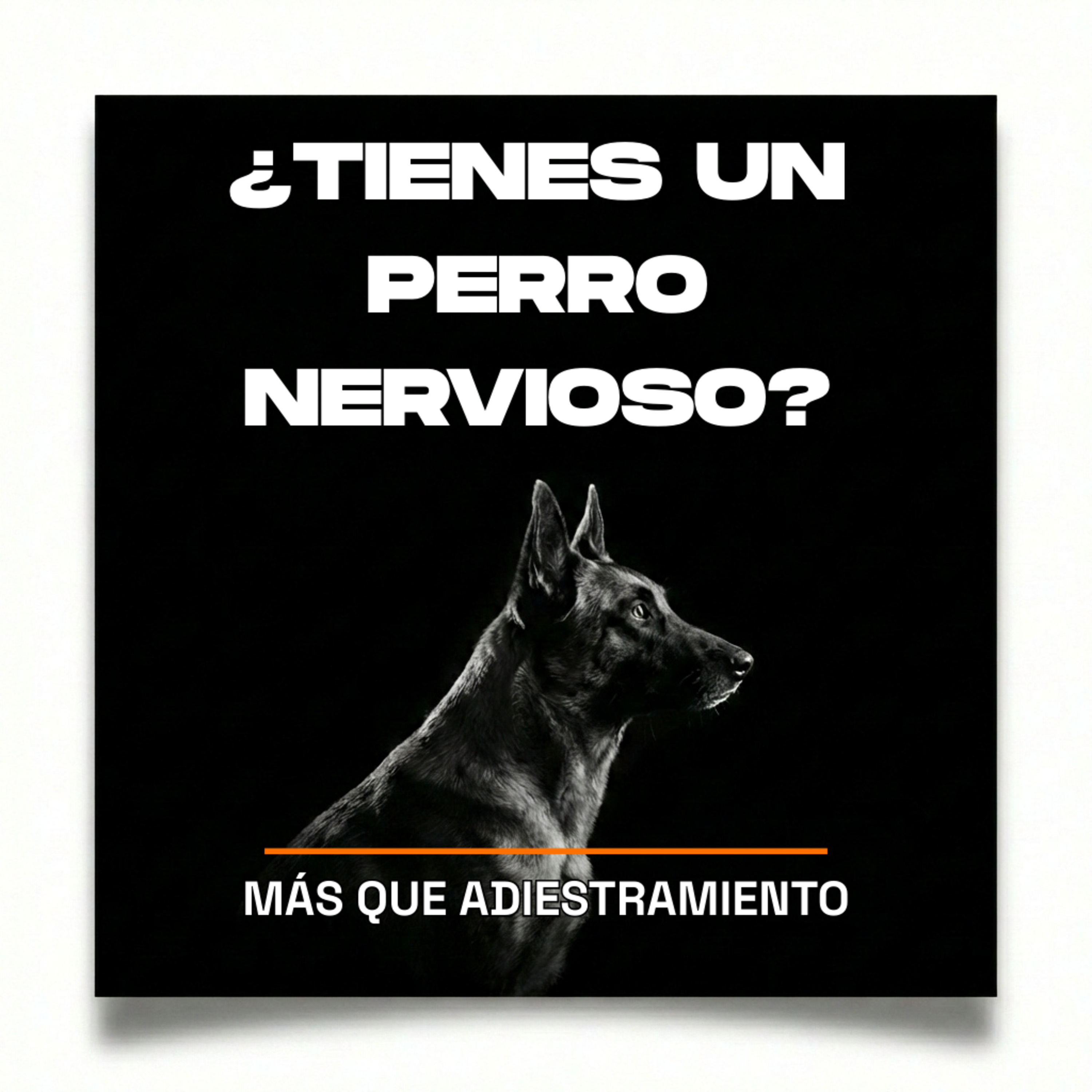 4.15 ¿De verdad tu Perro es nervioso? Puede que tú lo estás provocando episode artwork
