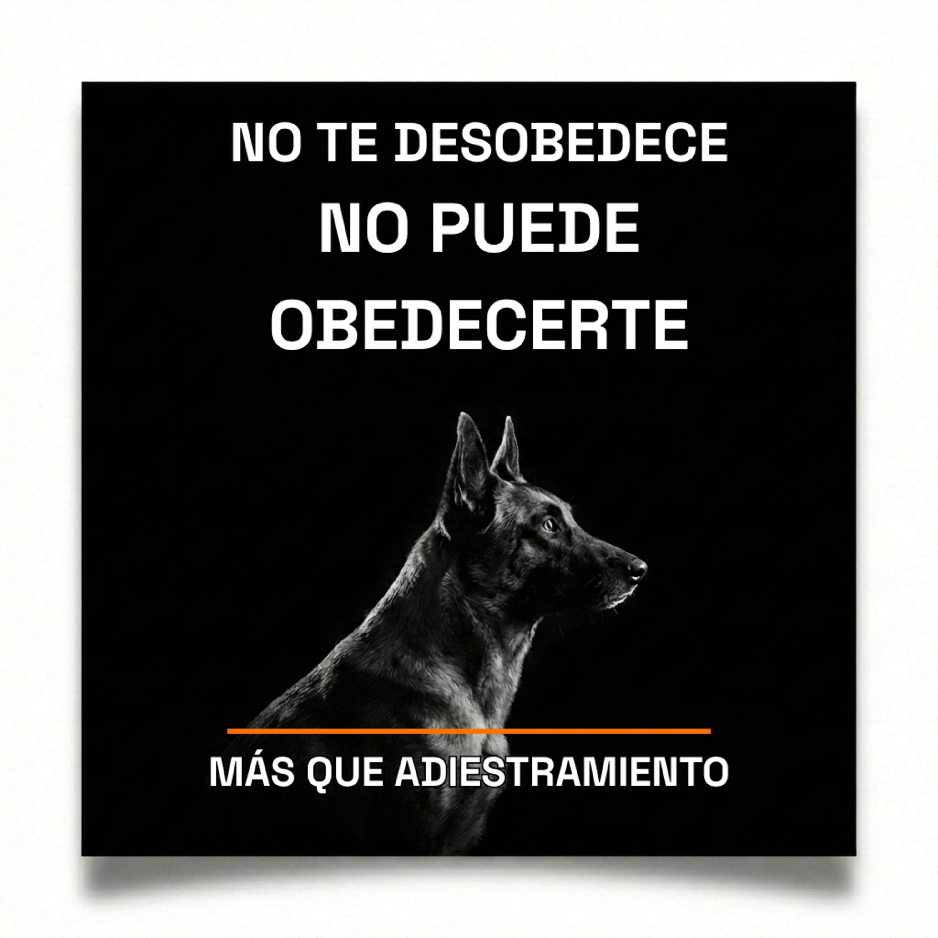 4.16 Tu perro no te desobedece. No puede obedecerte. episode artwork