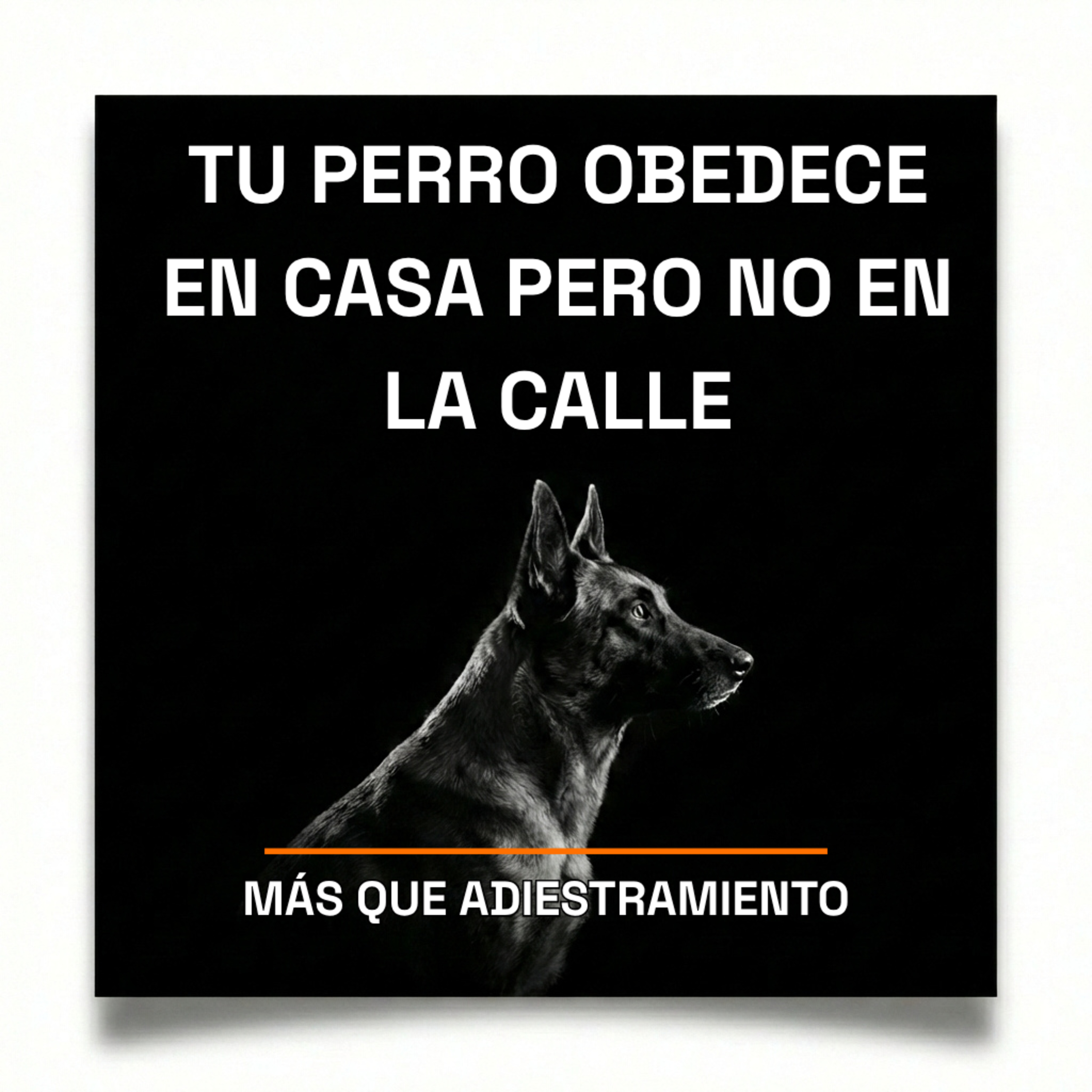 4.17 Tu perro obedece en casa pero no en la calle — y esta es la razón episode artwork
