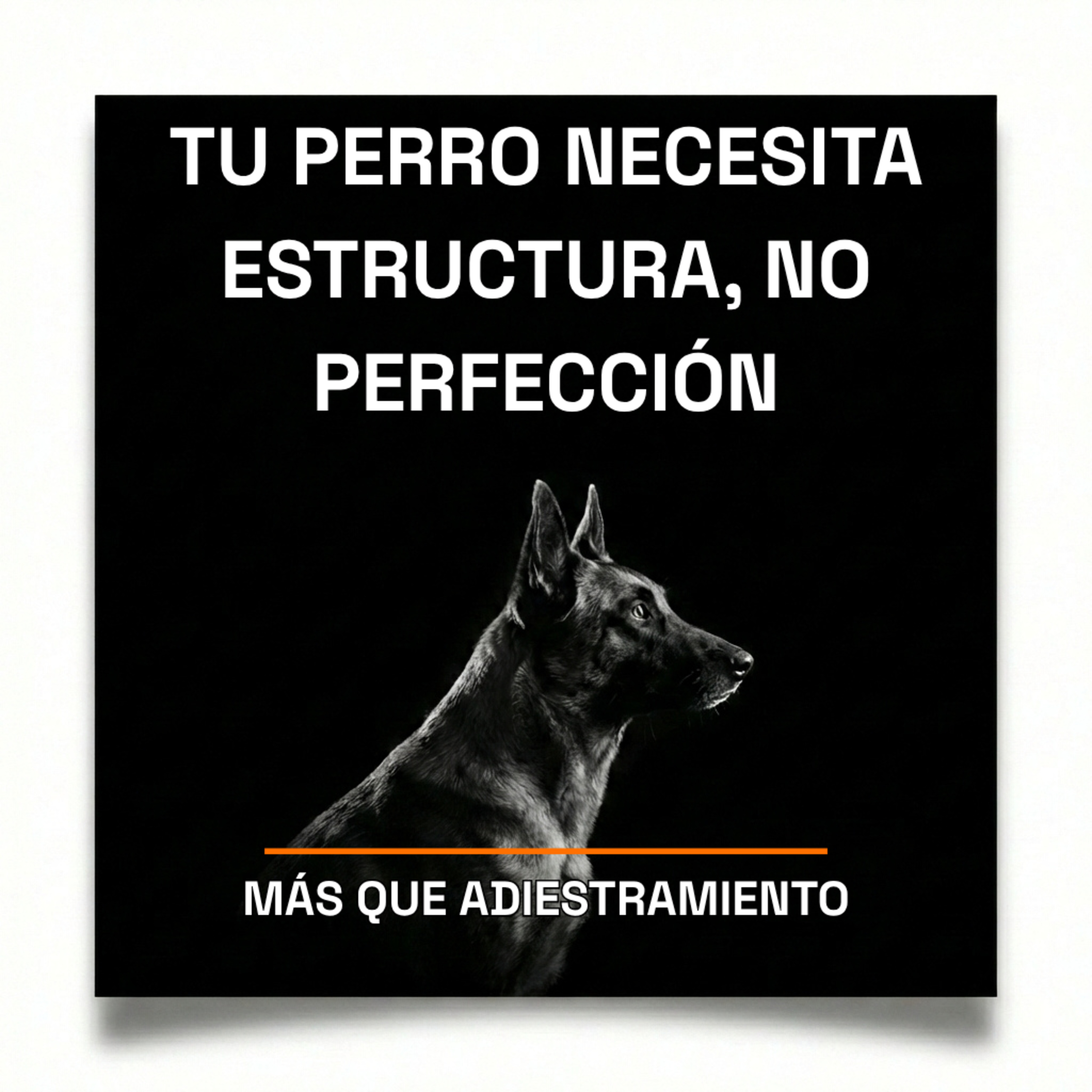 4.18 Si tú no tienes estructura, tu perro tampoco — y lo notas en cada paseo episode artwork