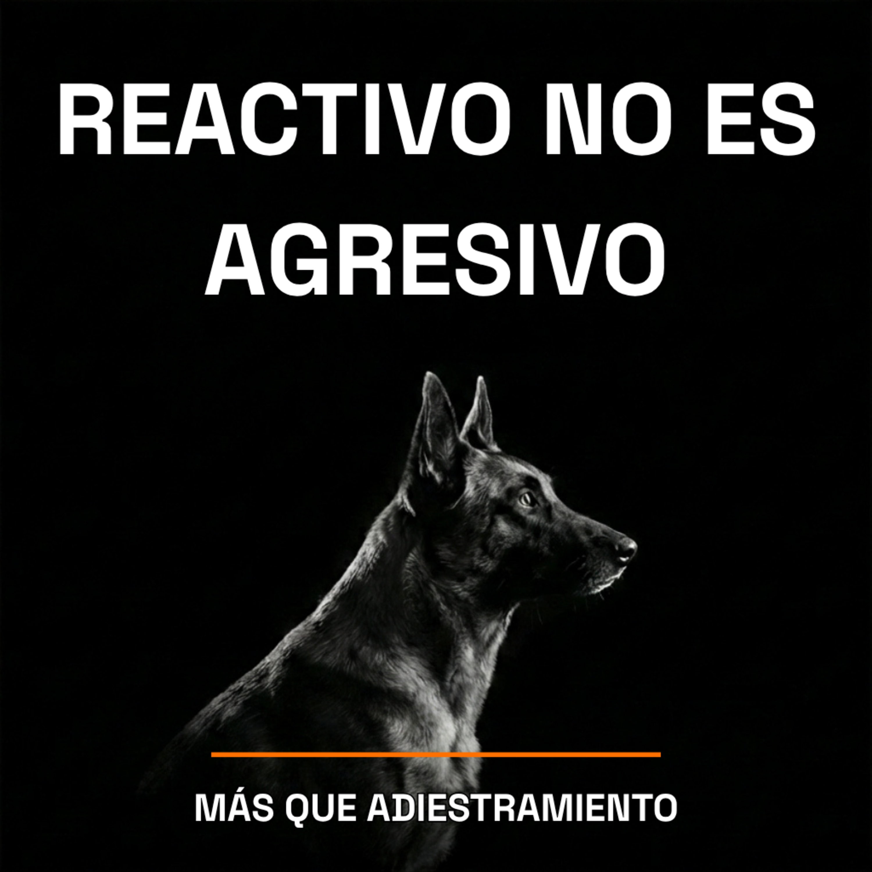 4.19 Tu perro no es agresivo - es reactivo (y la diferencia lo cambia todo) episode artwork