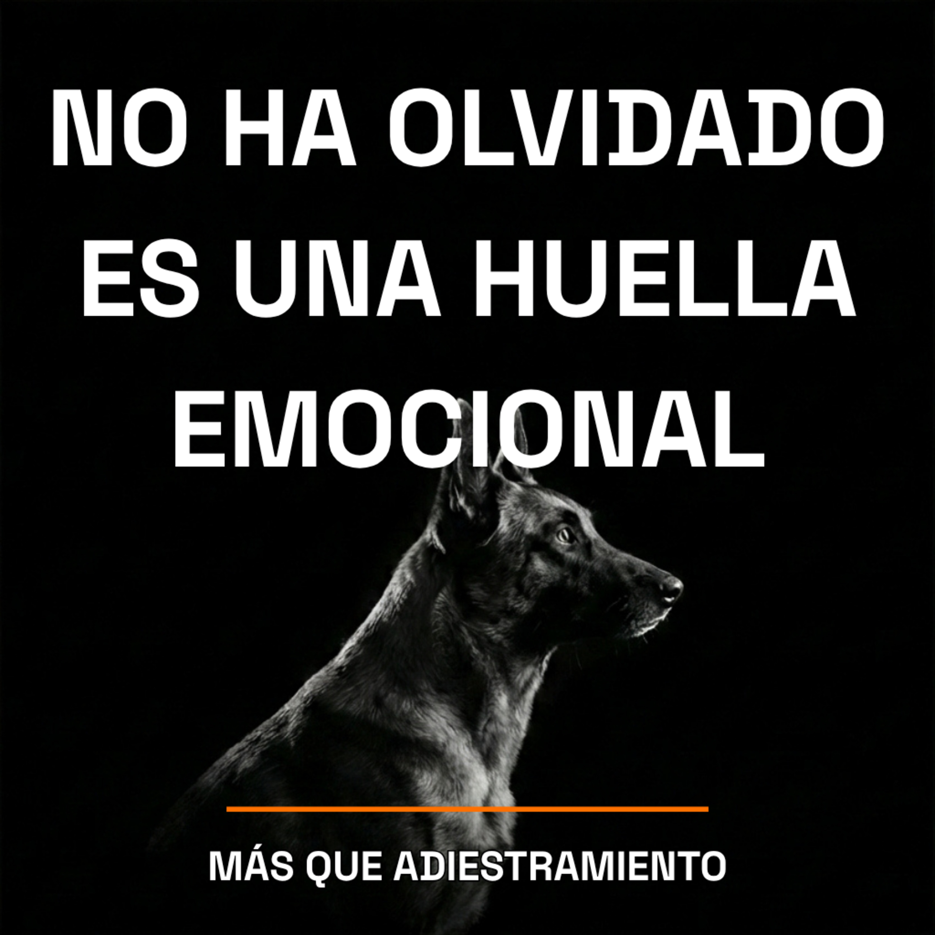4.21 Tu perro no ha olvidado lo que aprendió — es una huella emocional (y tiene solución) episode artwork