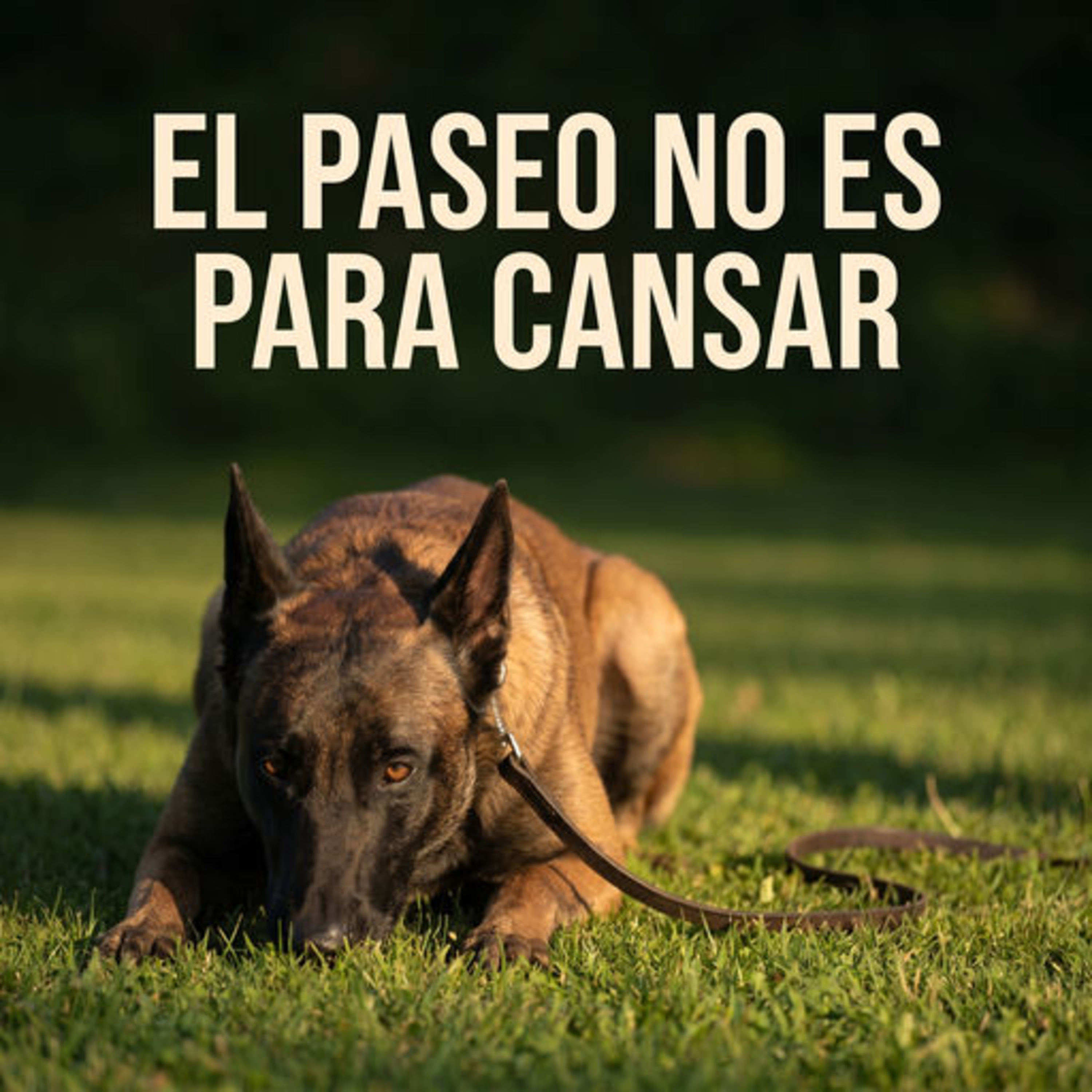 4.30 Deja de pasear a tu perro para cansarlo episode artwork