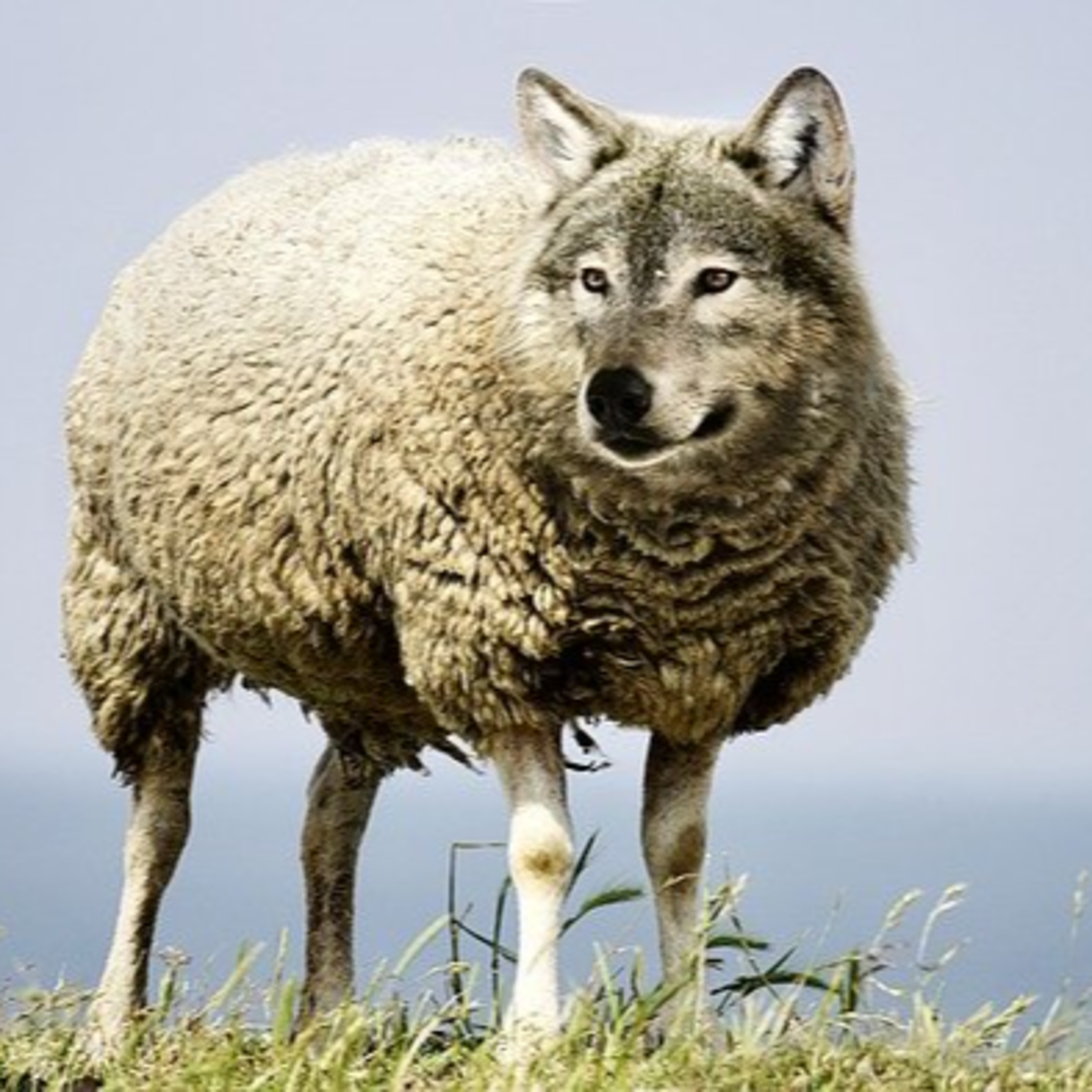 Mon collègue sape mon travail par derrière… Comment réagir ?