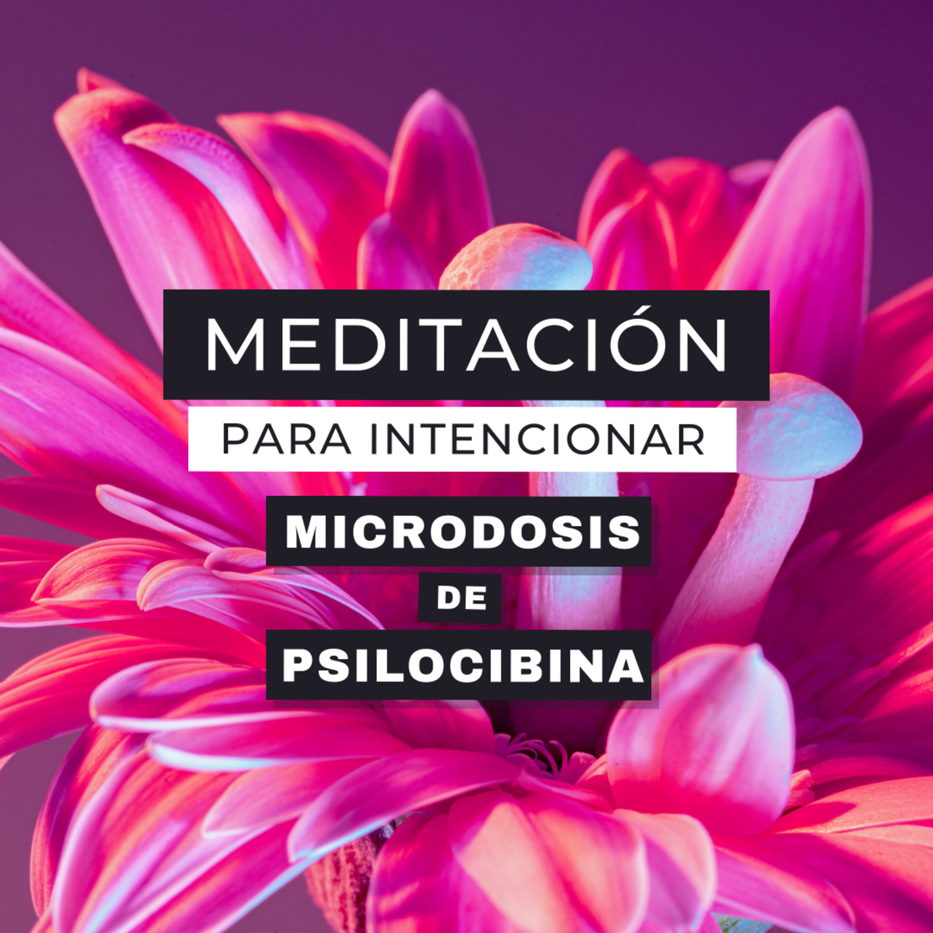 Meditación Guiada Para Intencionar Tu Proceso de Microdosis de Psilocibina