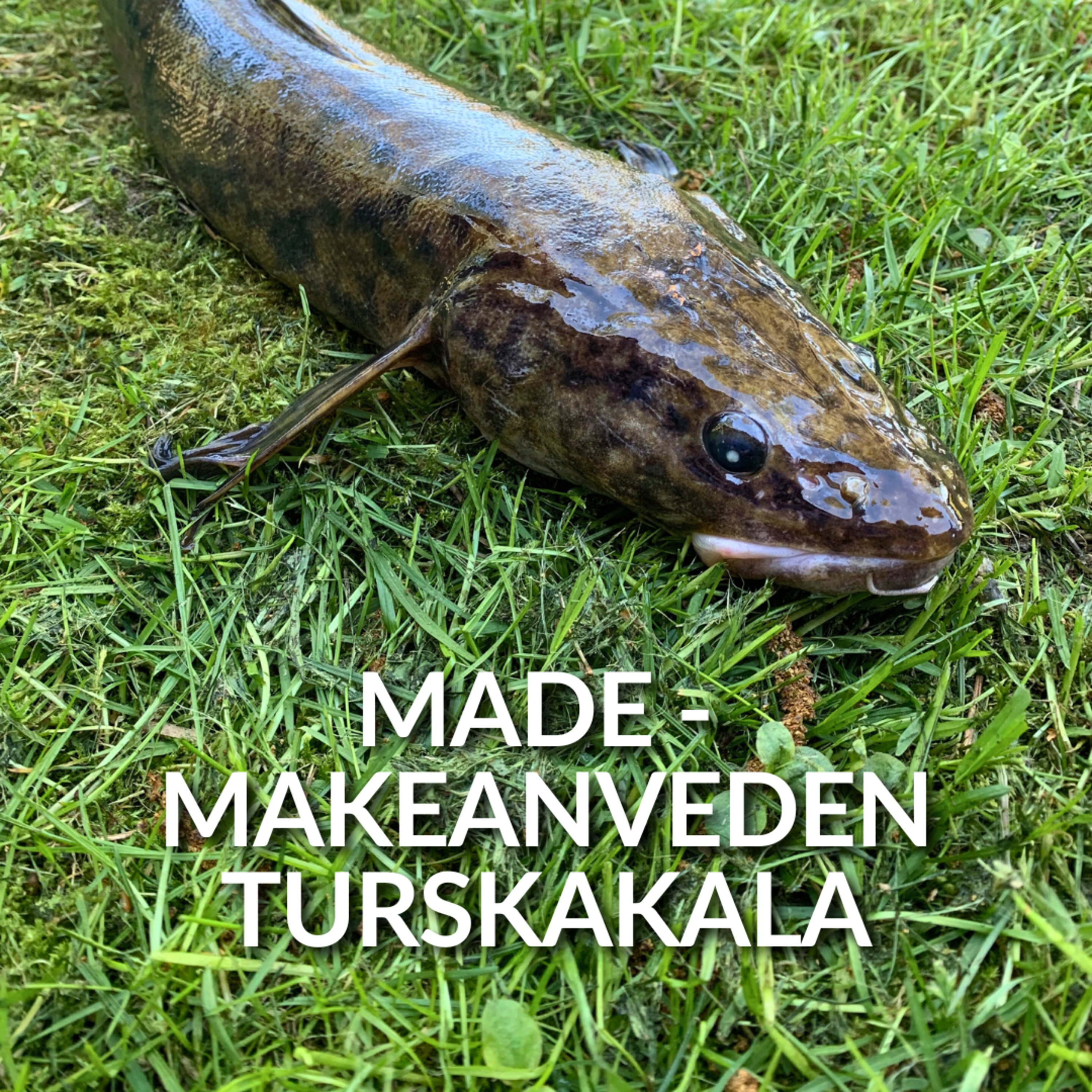 Made - makeanveden turskakala episode artwork