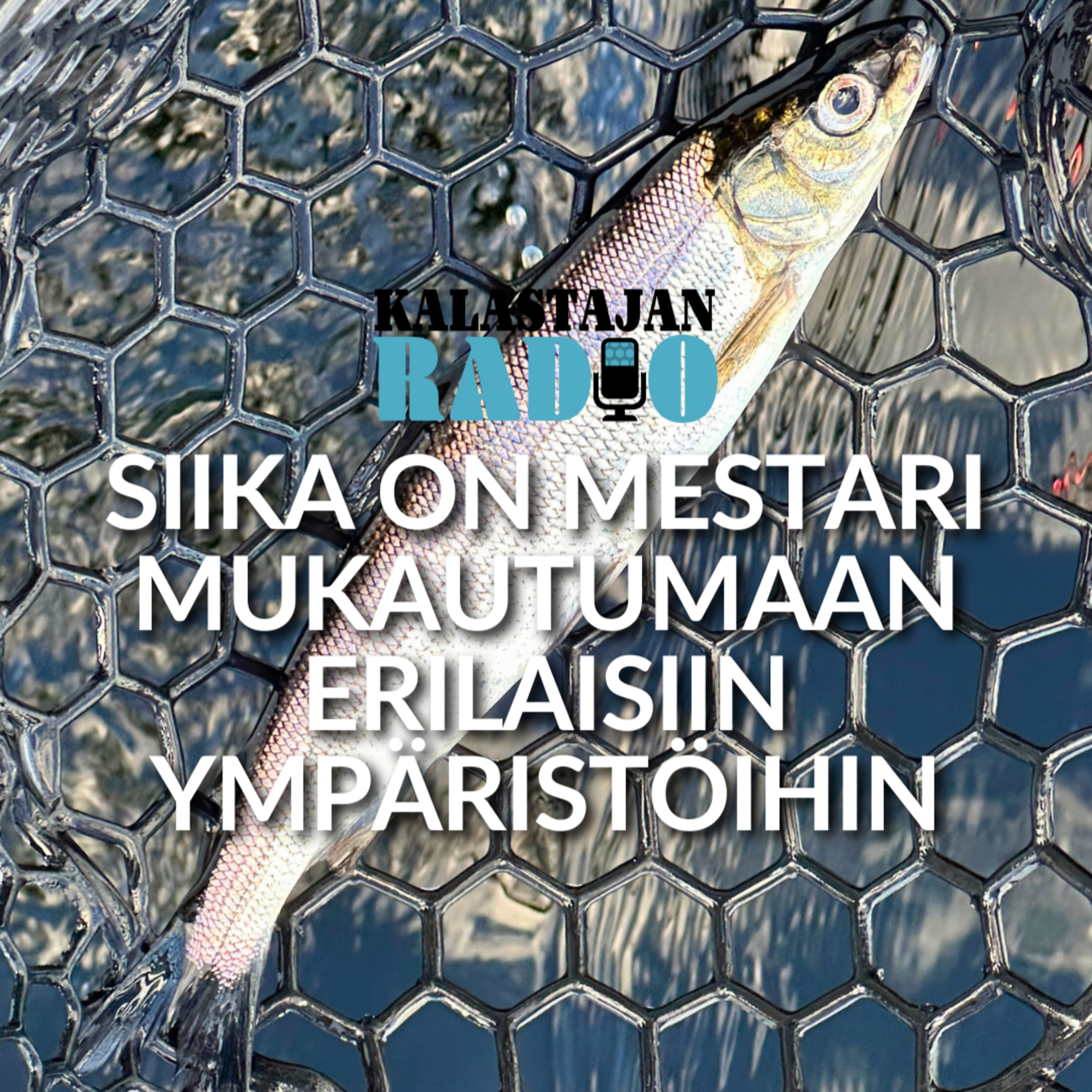 Siika on mestari mukautumaan erilaisiin ympäristöihin episode artwork