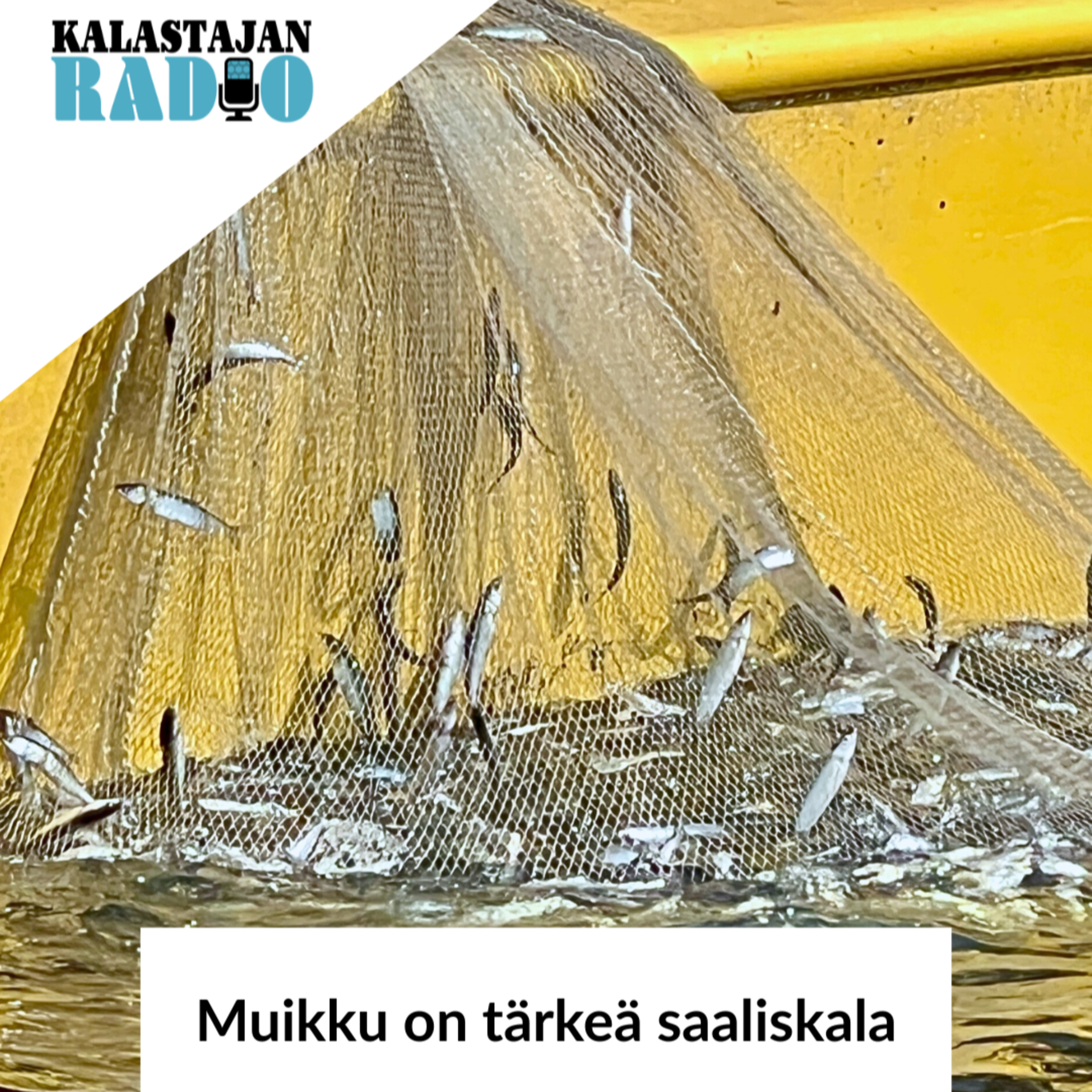 Muikku on tärkeä saaliskala episode artwork