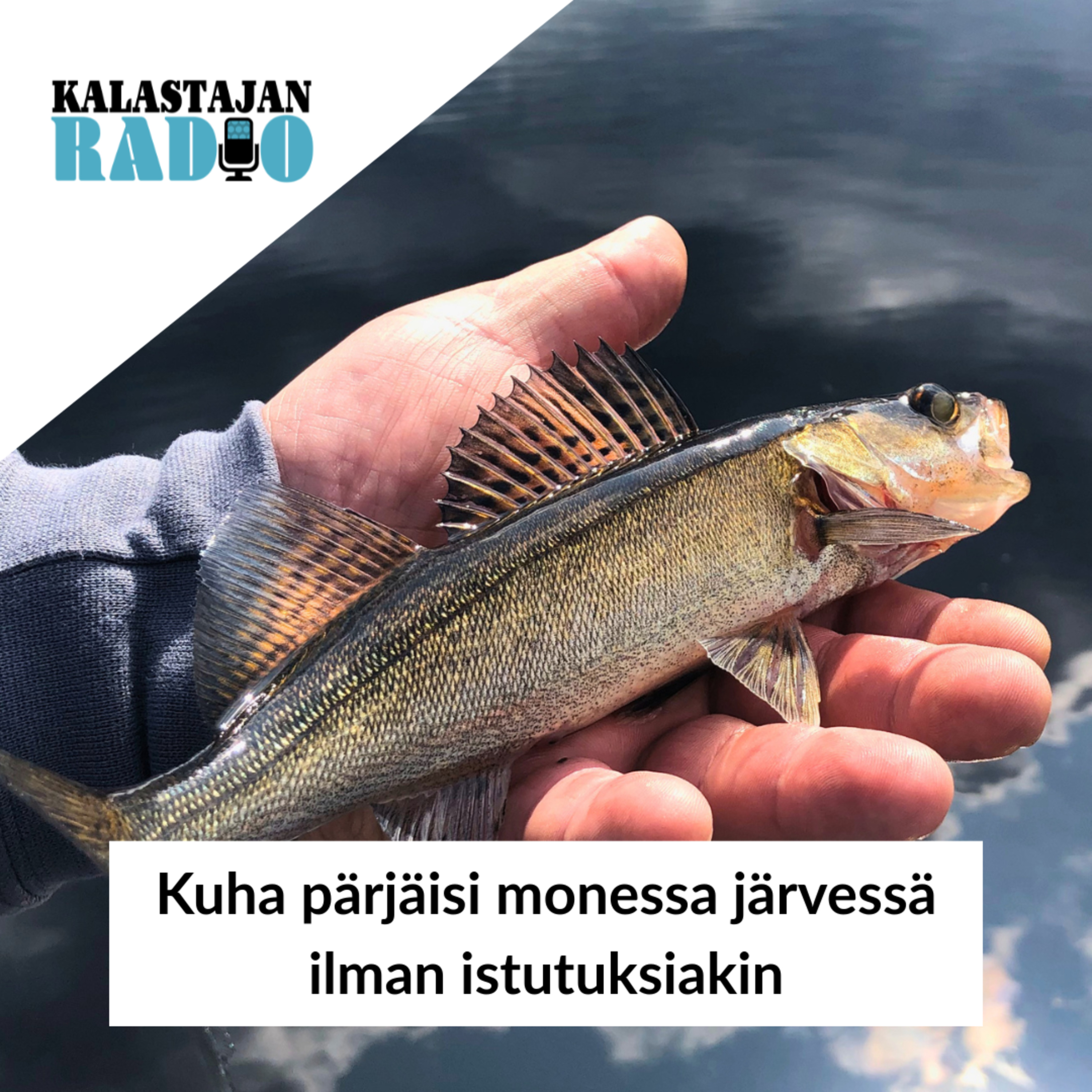 Kuha pärjäisi monessa järvessä ilman istutuksiakin episode artwork