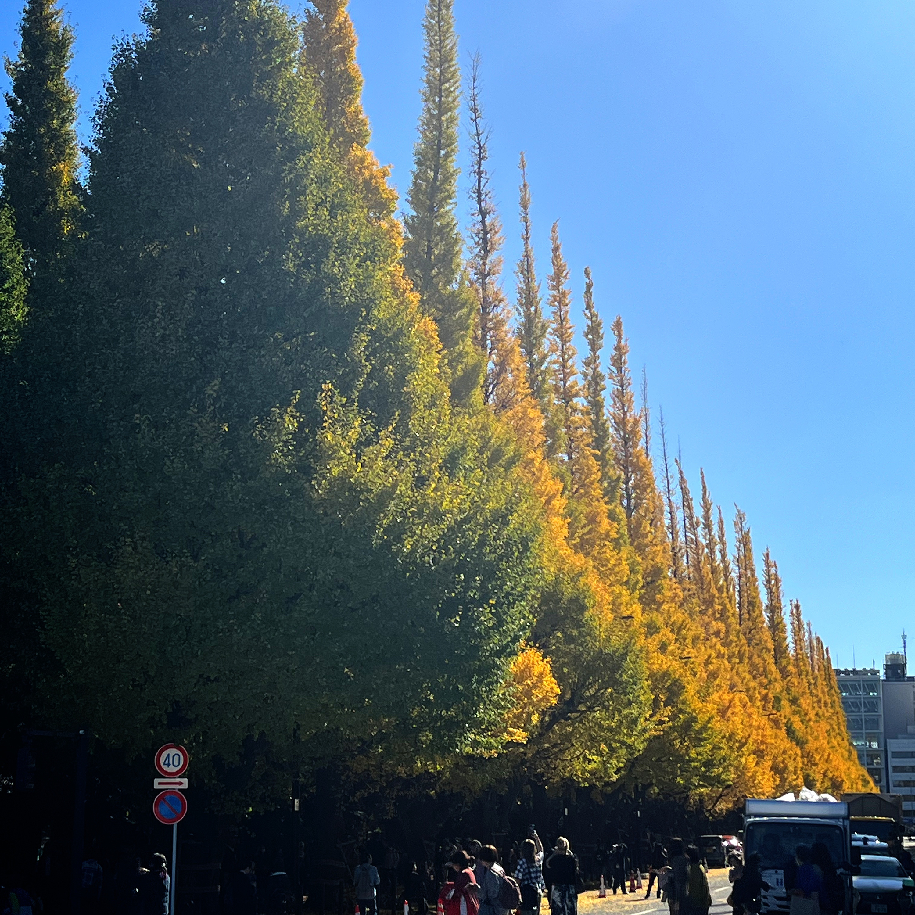 FLT No.175YouTube動画と銀杏並木とオフラインイベントと