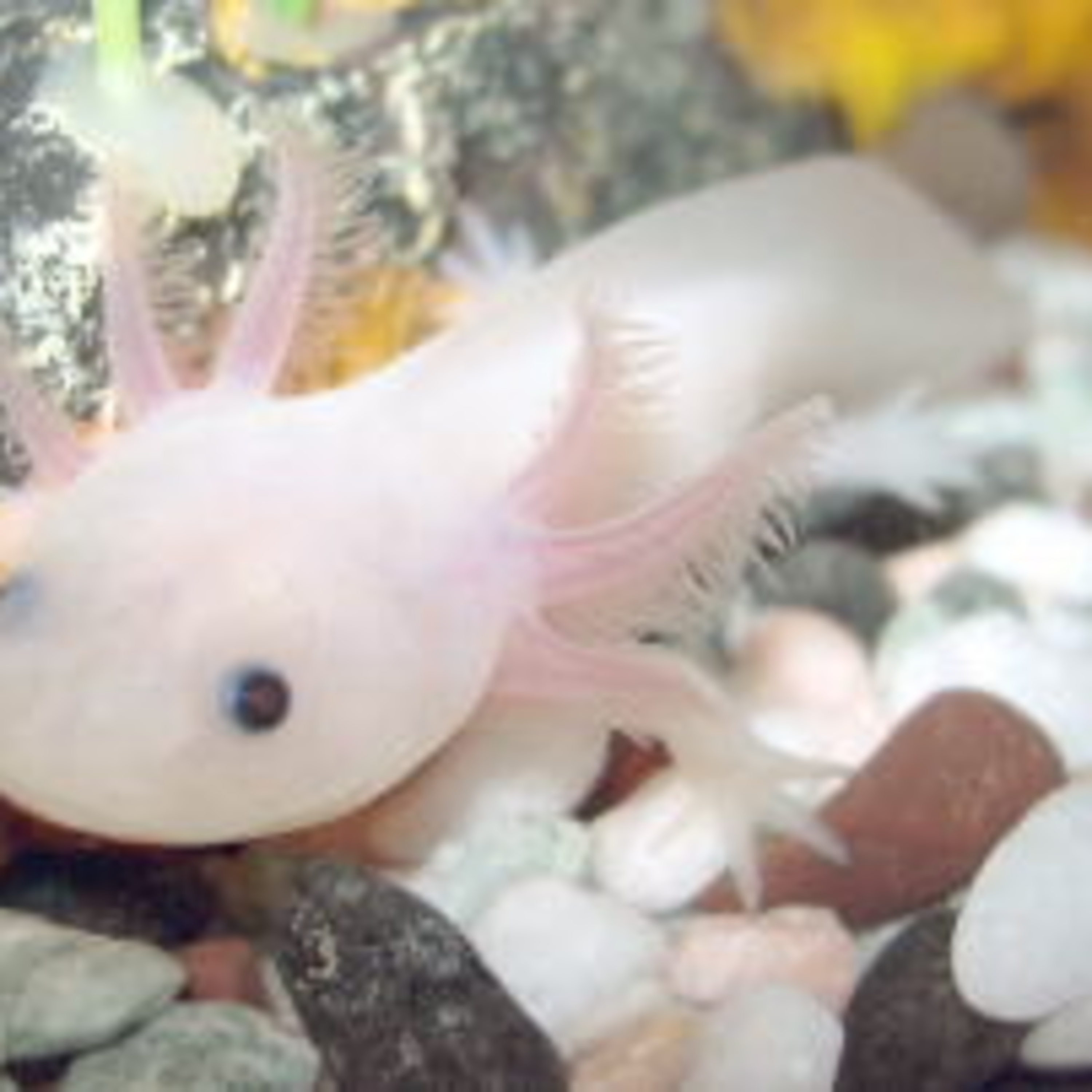 THERE BE DRAGONS! PODCAST 233