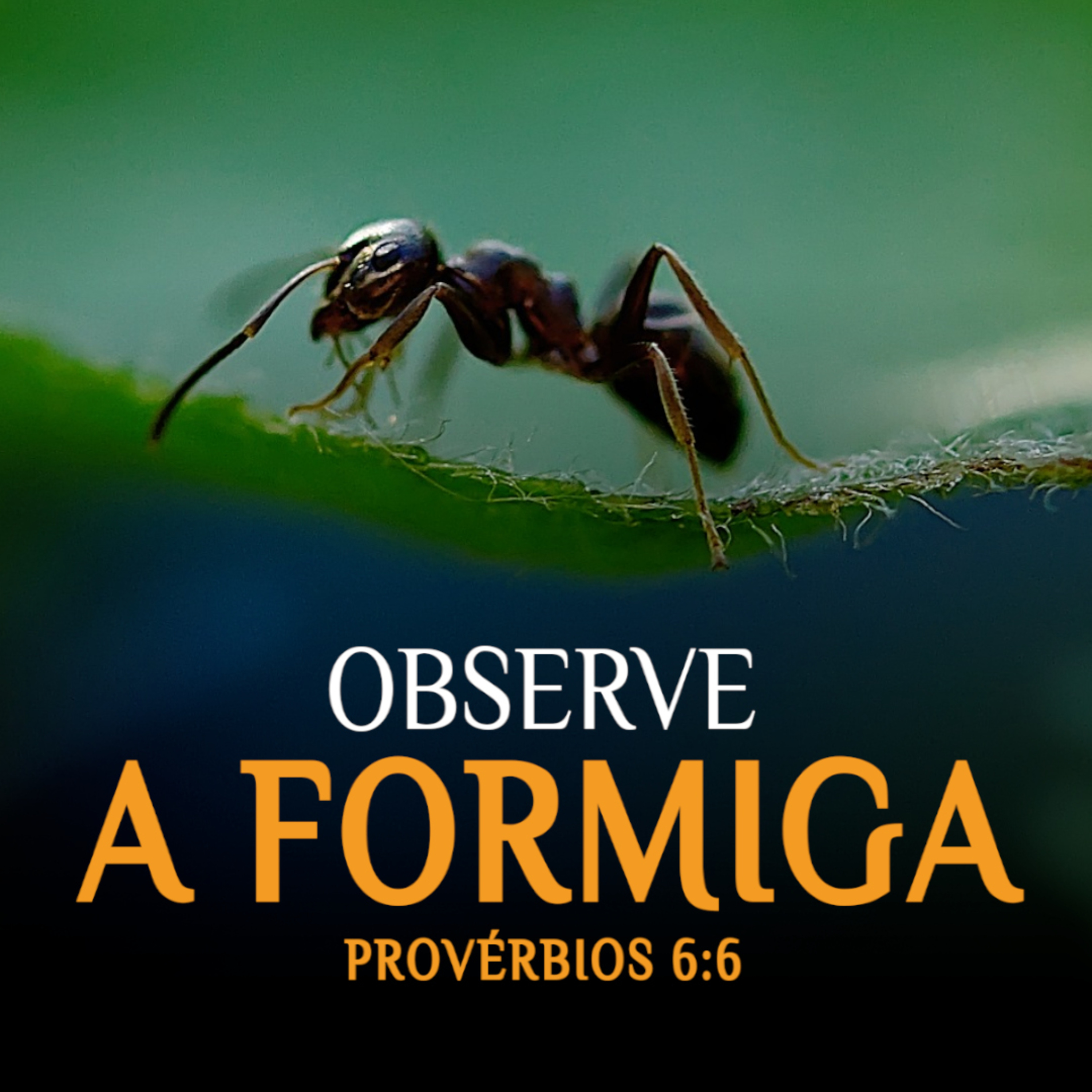 LIÇÕES FINANCEIRAS DAS FORMIGAS (Provérbios 6:6) episode artwork
