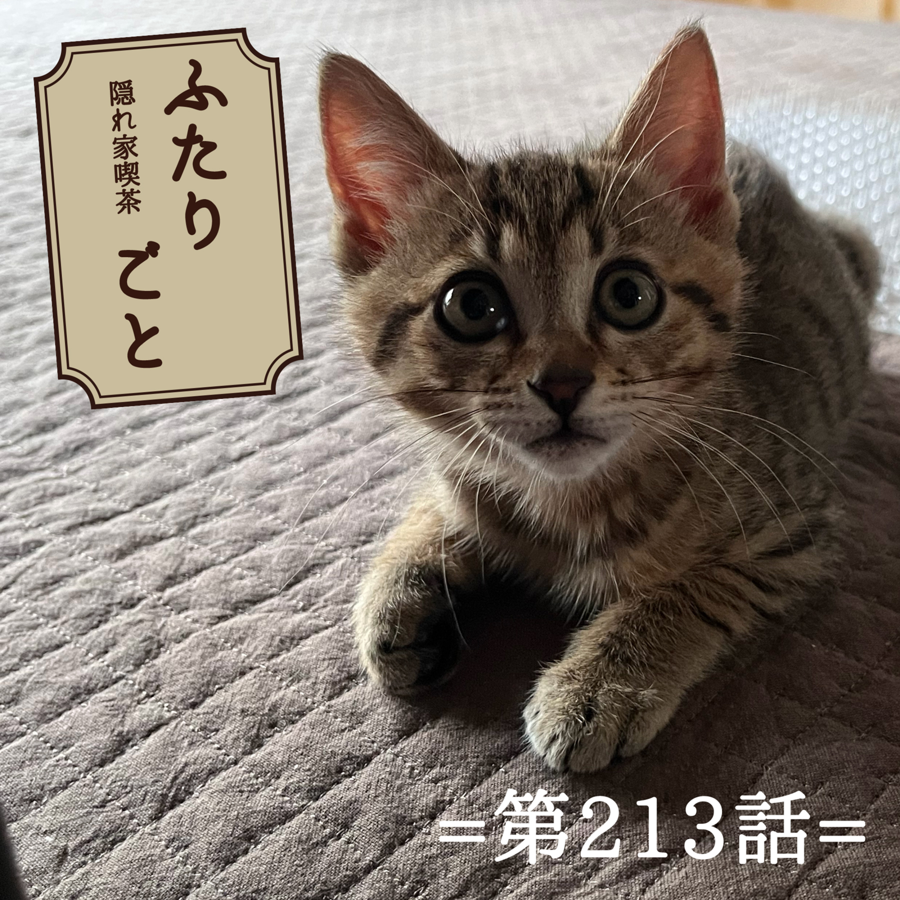 隠れ家喫茶 ふたりごと（第213話）：もたらされた張り合い。猫が教えてくれたことの話。 episode artwork