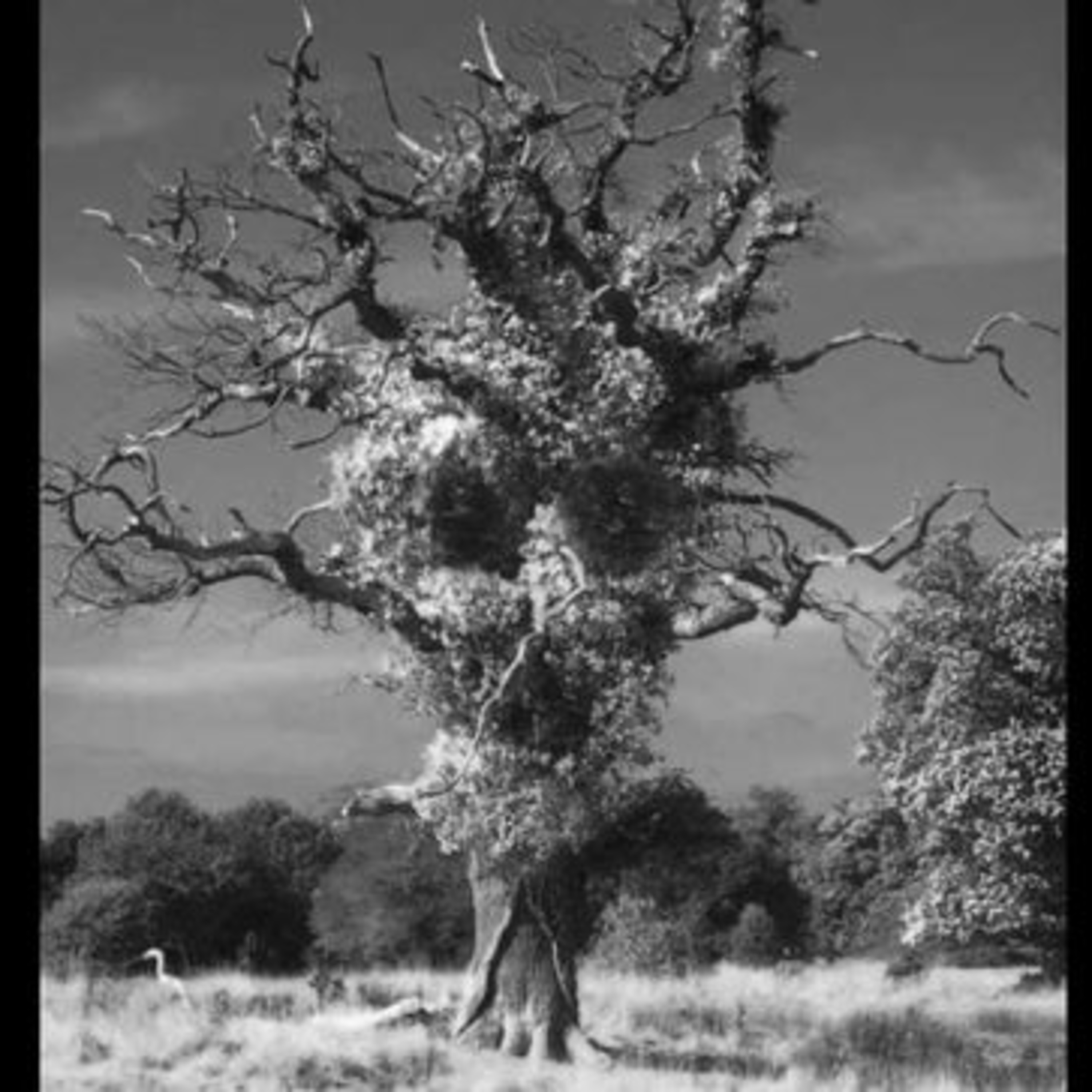 Ep 47 Devil's Tree in Basking Ridge, New Jersey
