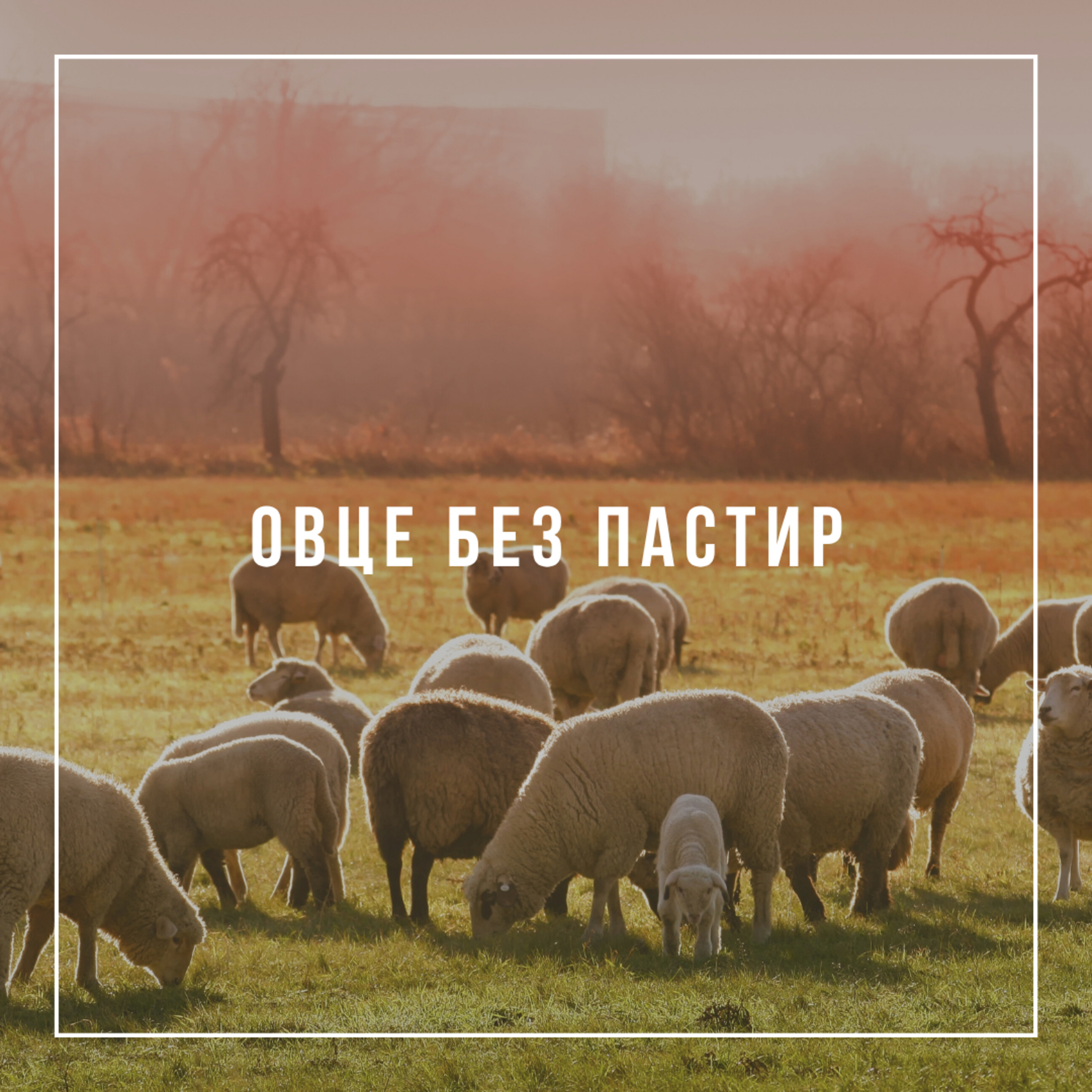 Овце без пастир - Констатнтин Томов episode artwork