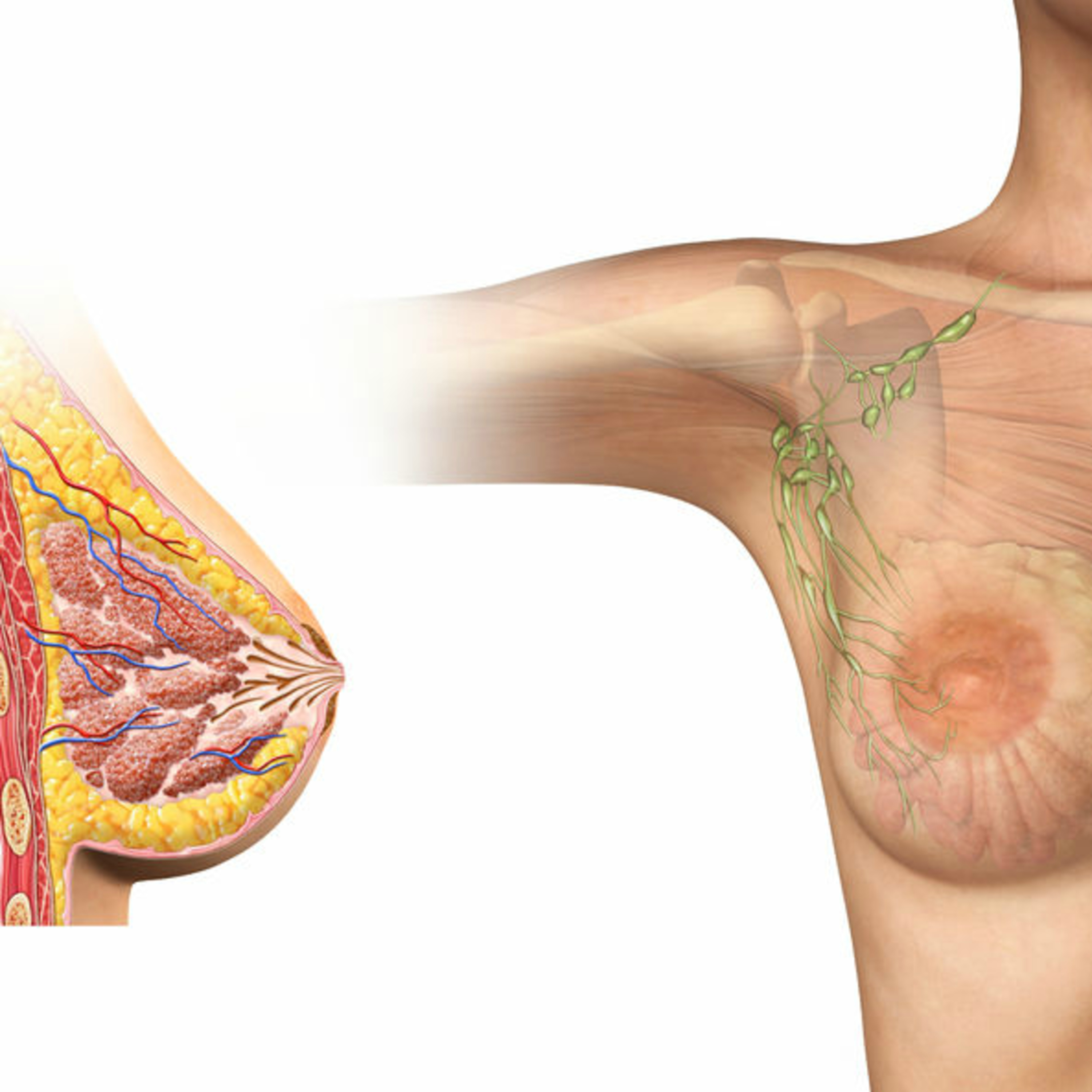 (228) Rastreio do Cancro da Mama: o impacto da alteração das recomendações USPSTF episode artwork