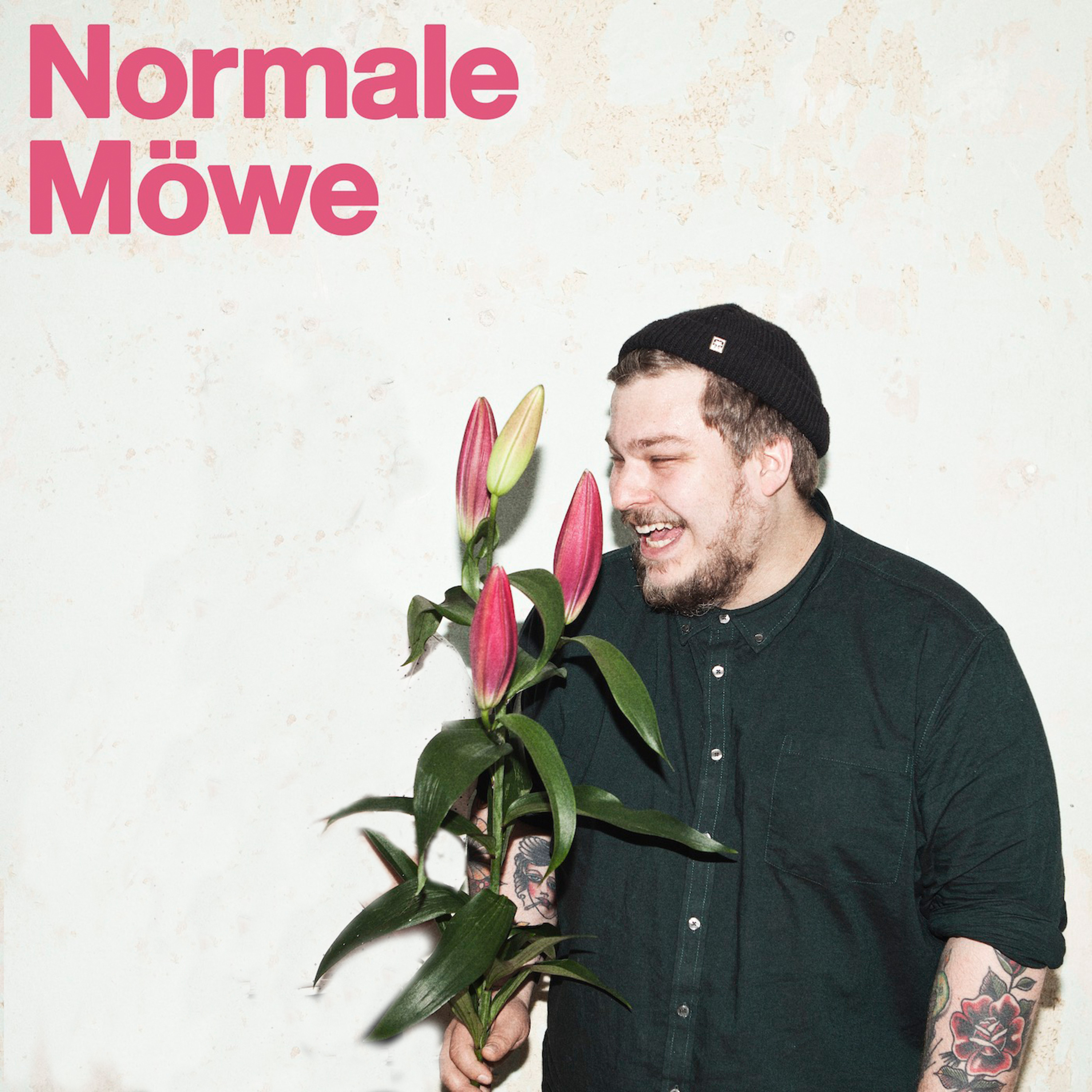 NORMALE MÖWE