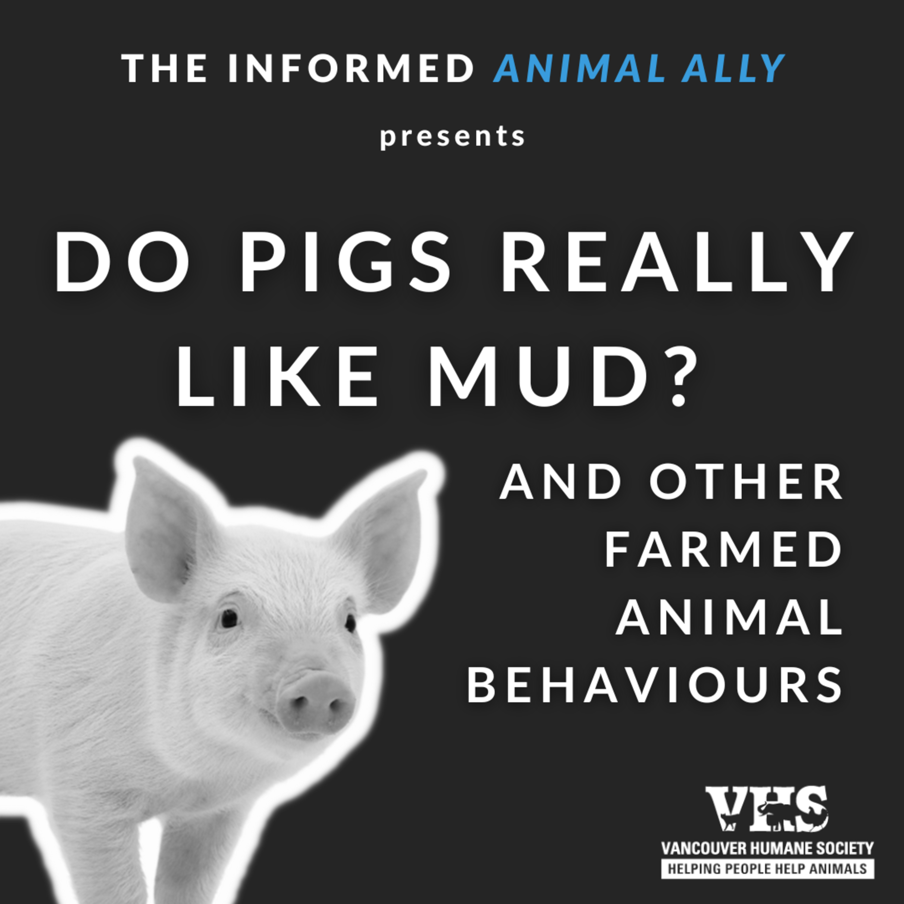 Do pigs really like mud? And other farmed animal behaviours episode artwork