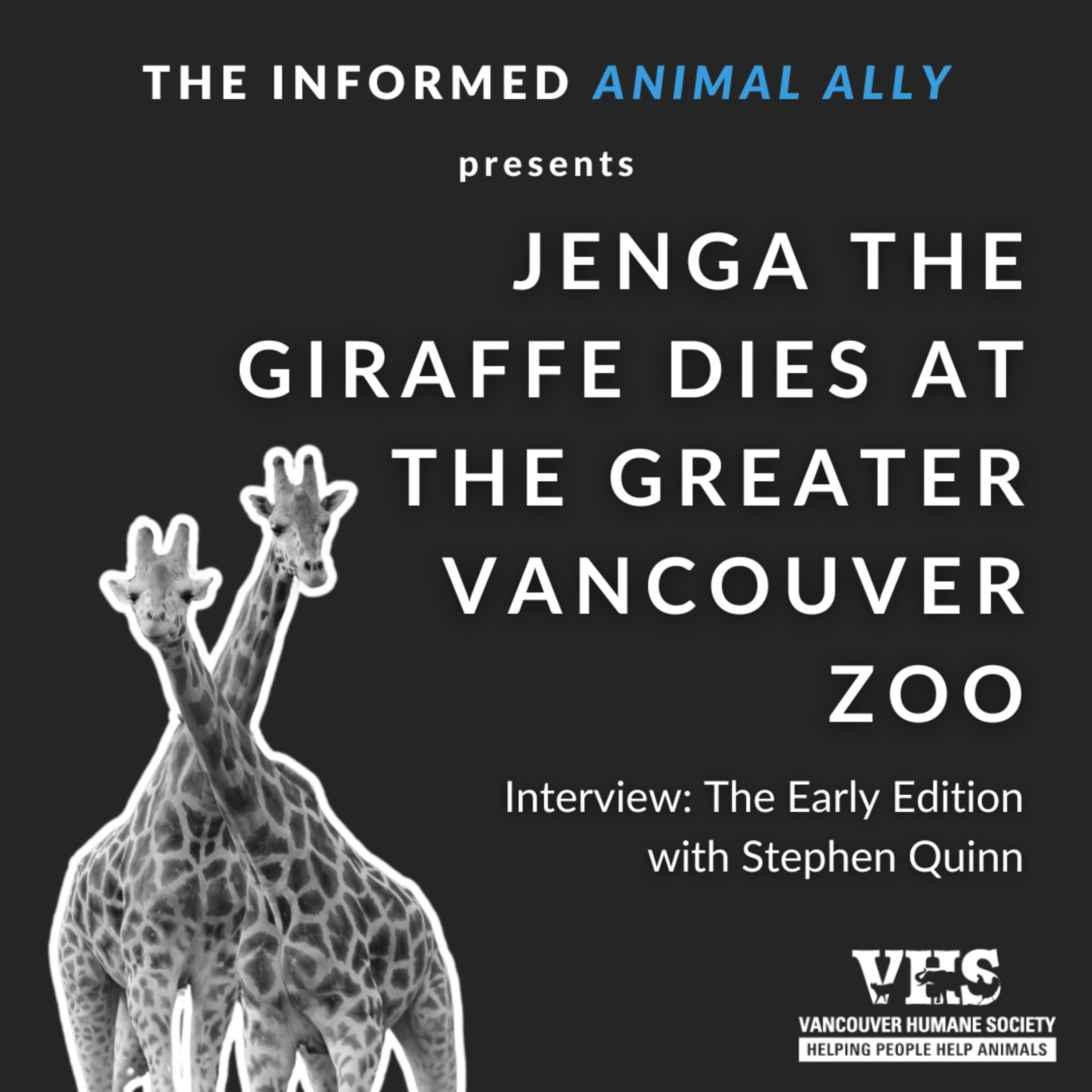 Jenga the giraffe dies at the Greater Vancouver Zoo (The Early Edition) episode artwork