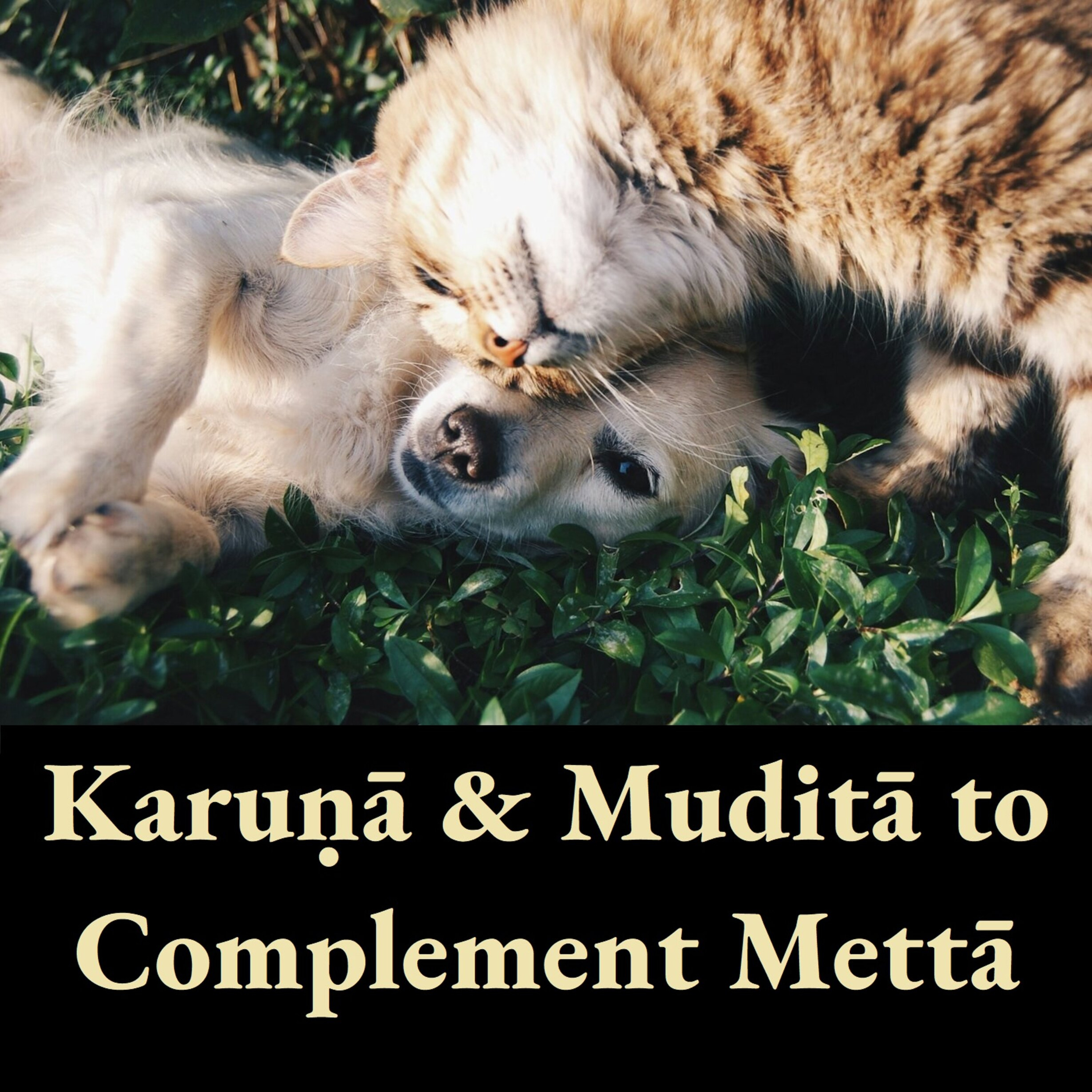 Metta is Excellent, but Don't Neglect Mudita & Karuna | Compassion Sympathetic Joy | Ajahn Dhammasiha
