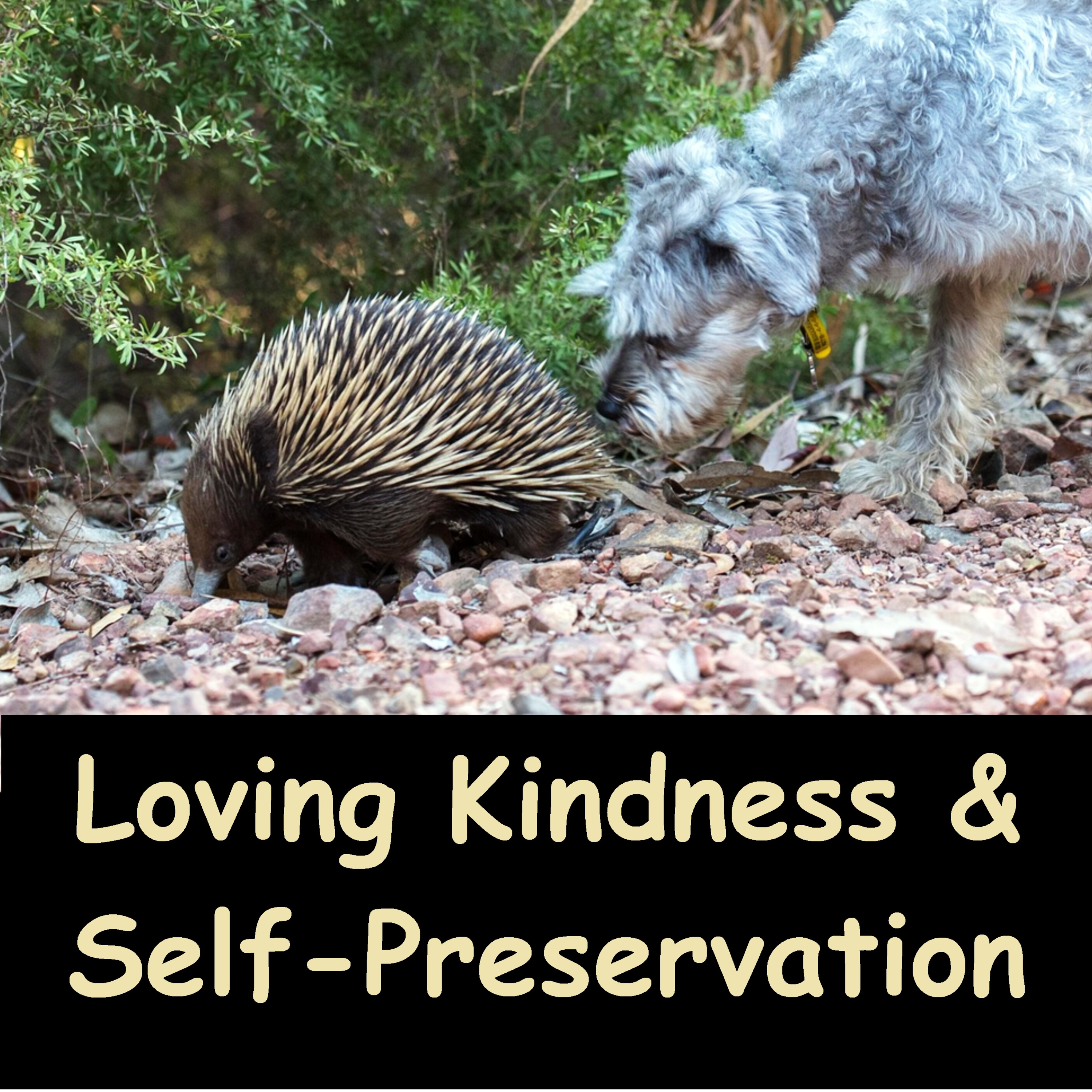How to be Kind but still Protect Oneself from Harm? | Metta & Self-Preservation | Ajahn Dhamamsiha