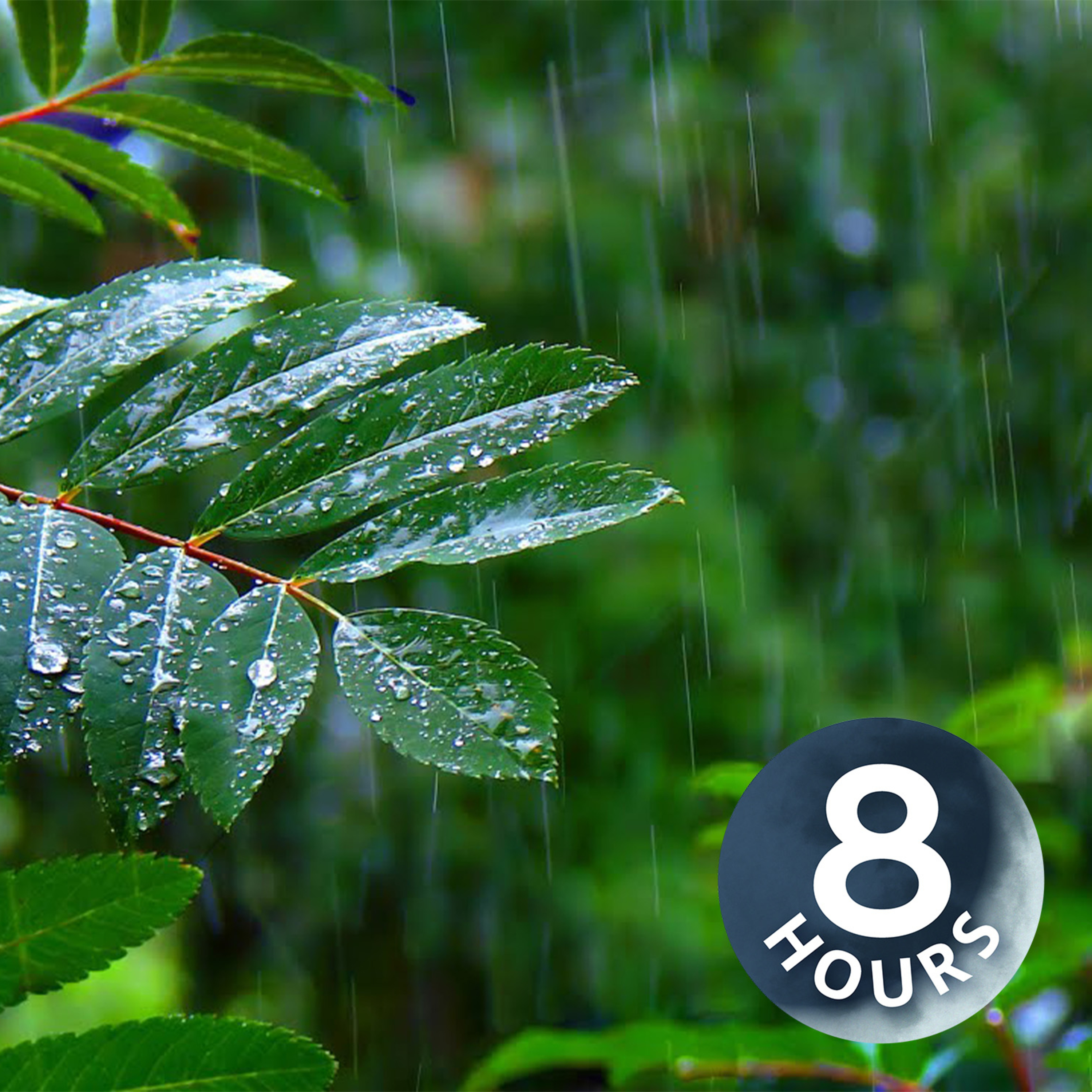 睡眠時や勉強中に役立つ、熱帯雨林に降る雨の音|ホワイトノイズ・レインストーム(8時間)