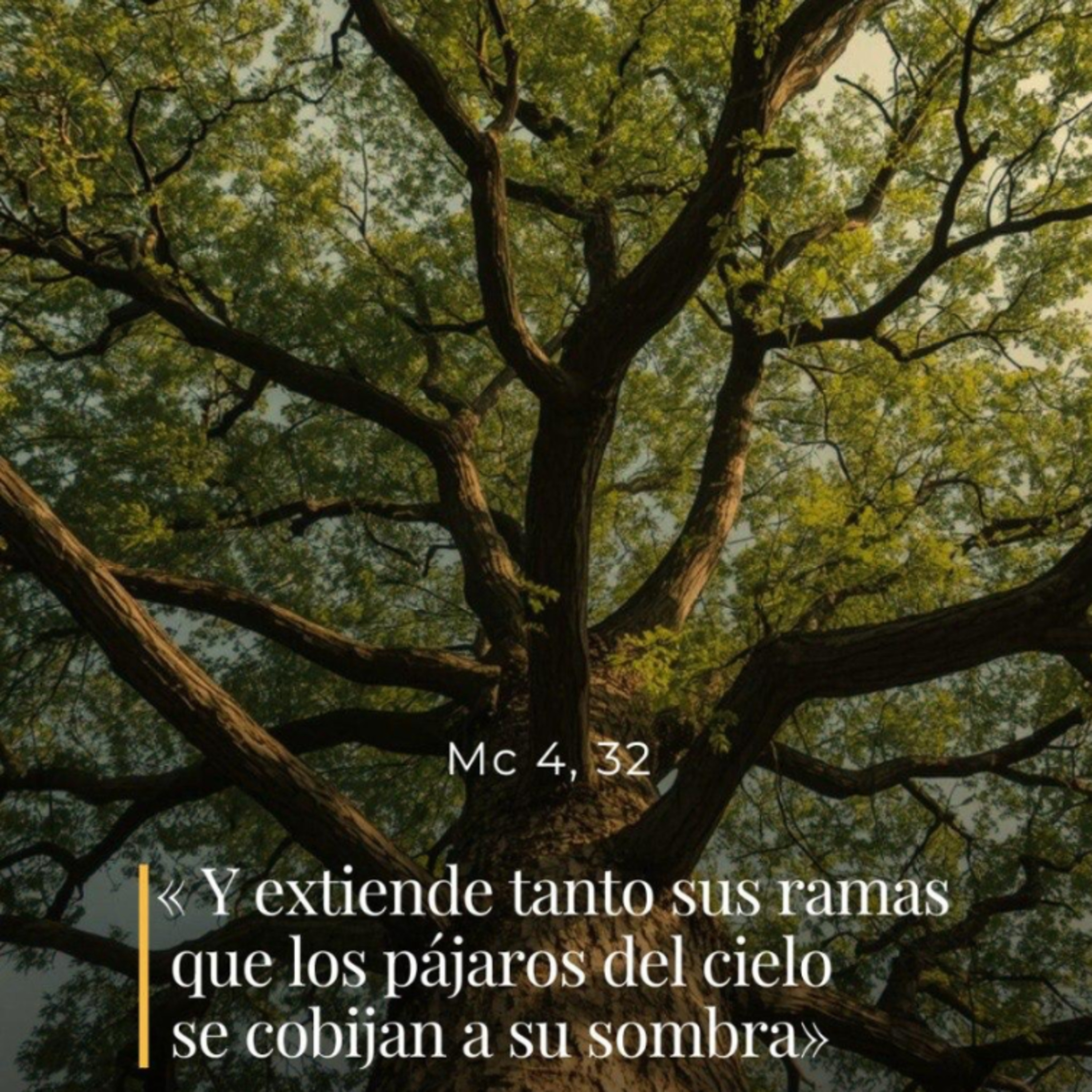Marcos 4, 26-34 – III Viernes del Tiempo Ordinario episode artwork