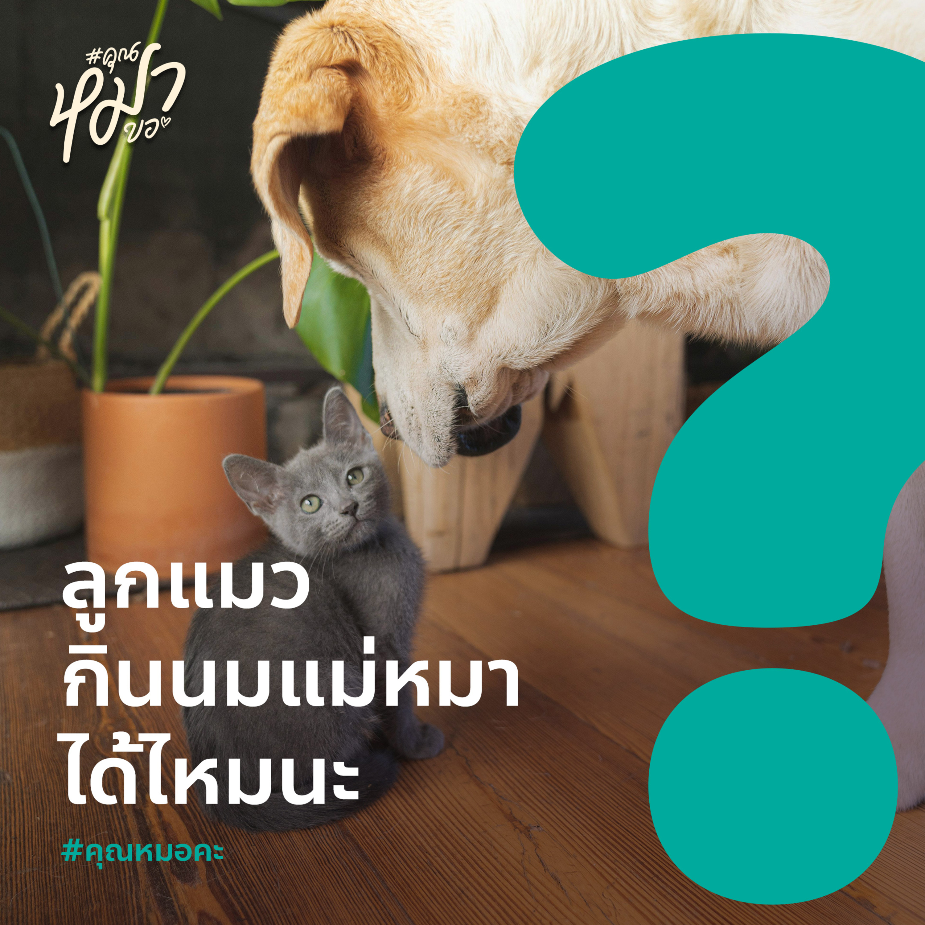 #คุณหมอขา