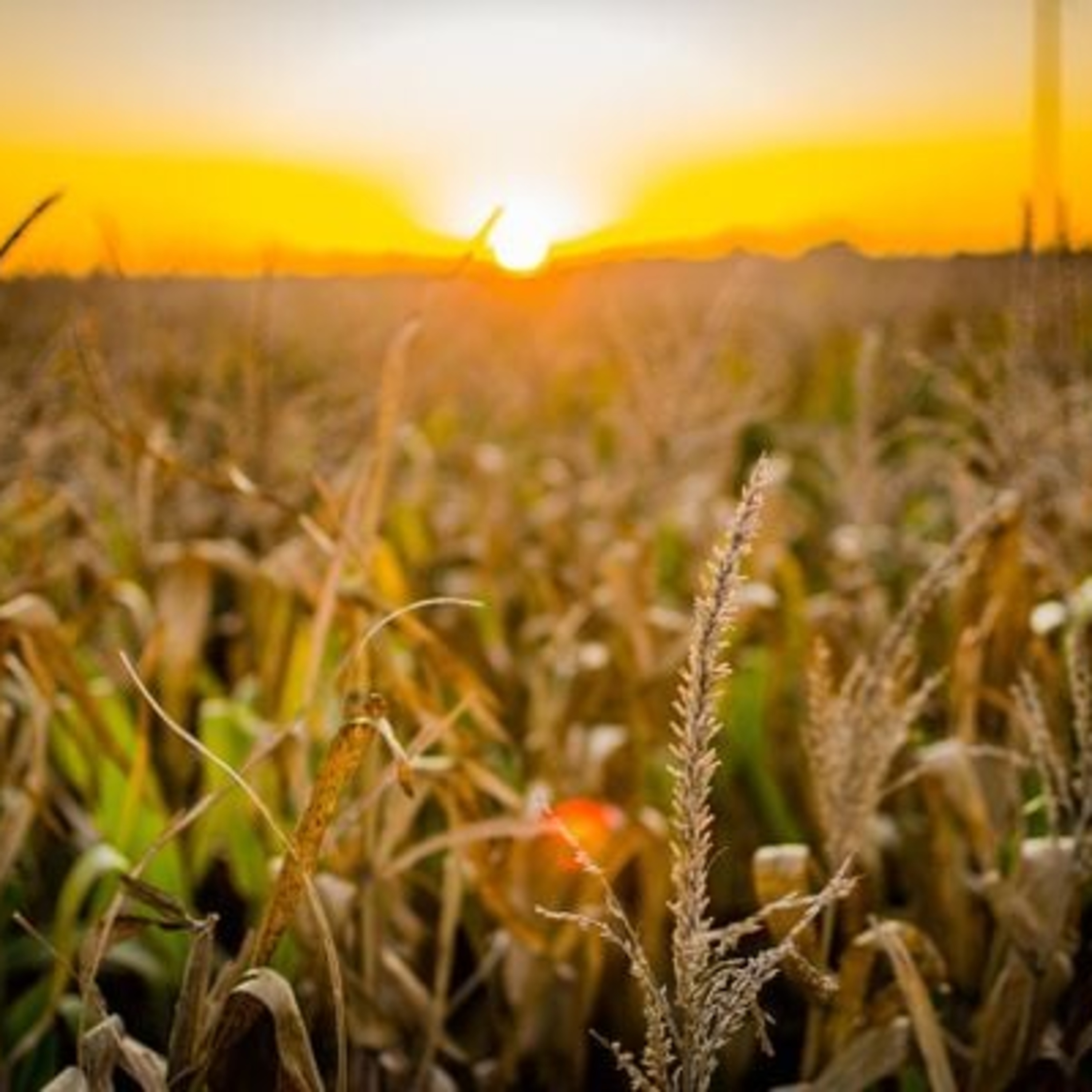 Crédito para agronegócio capixaba quadruplica em uma década