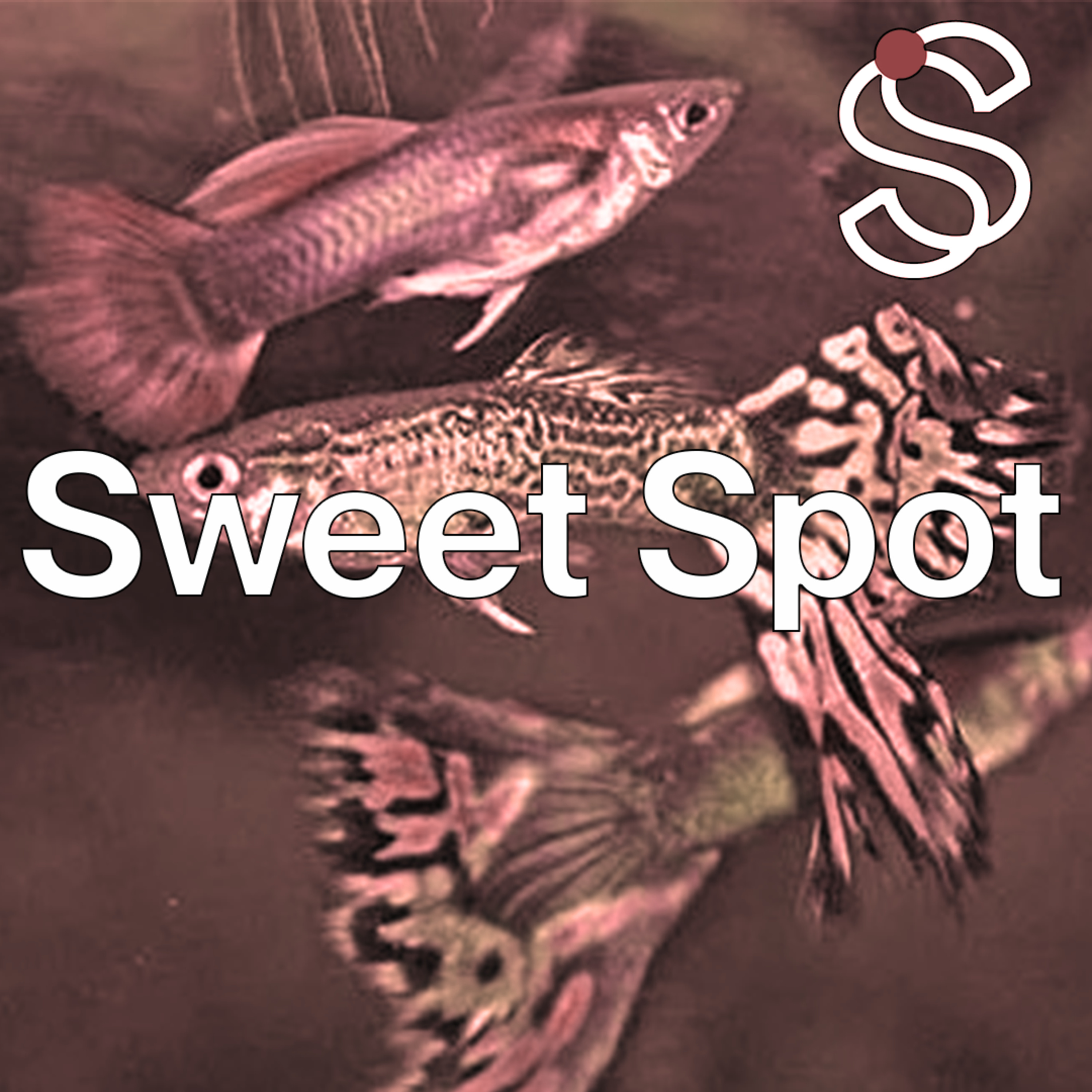 Sweet Spot RITCS