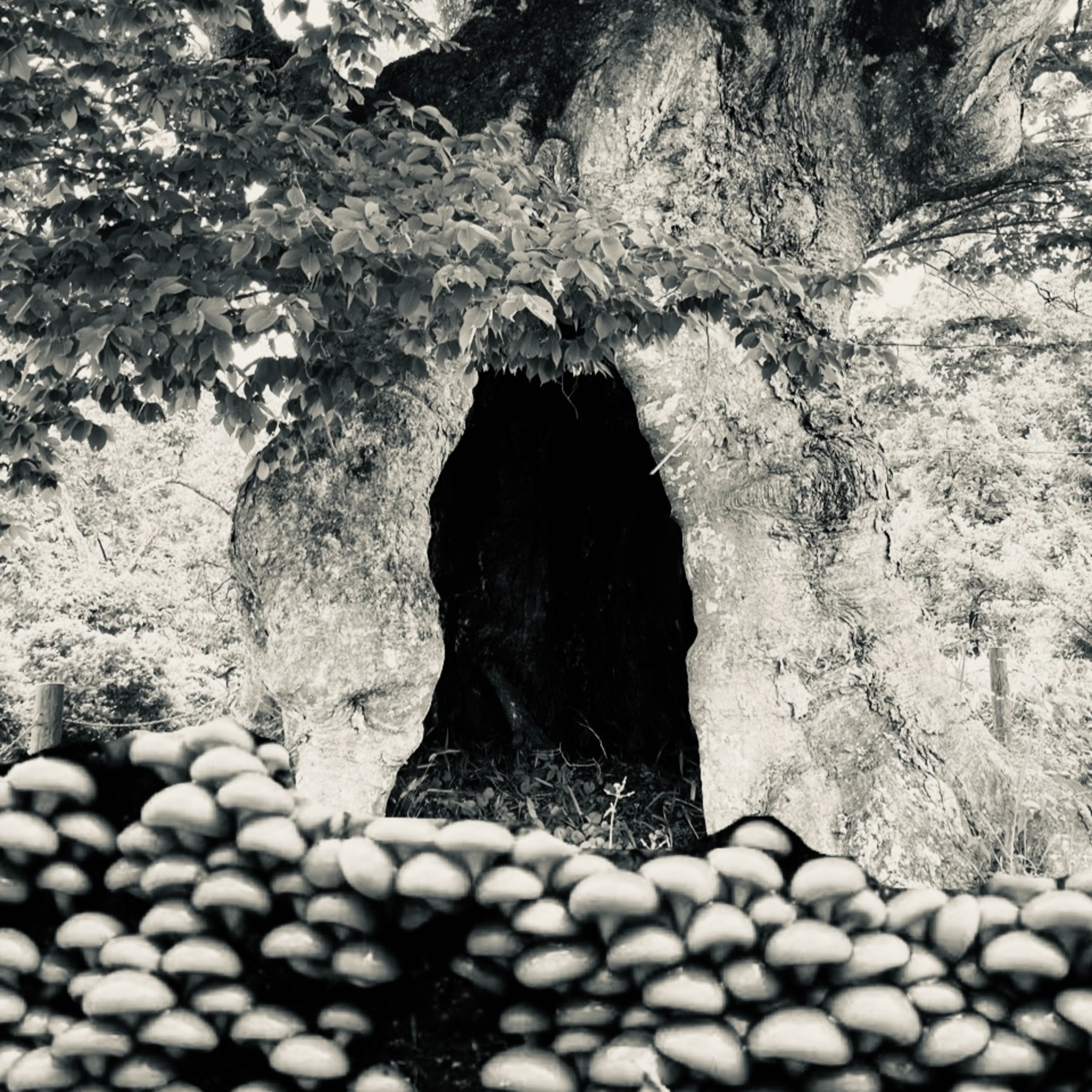 EP60　木の子（Kinoko ＝ Tree child）