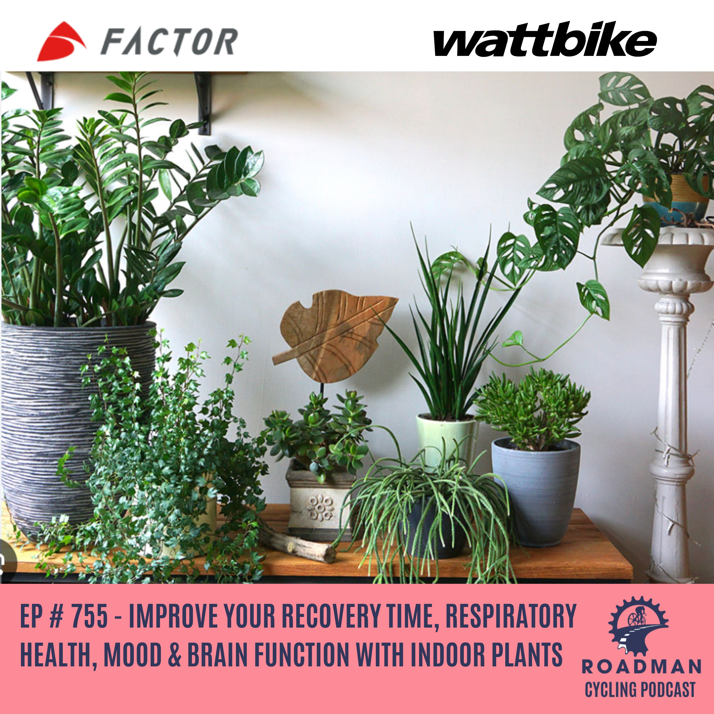 Improve Your Recovery Time, Respiratory Health, Mood & Brain Function With Indoor Plants