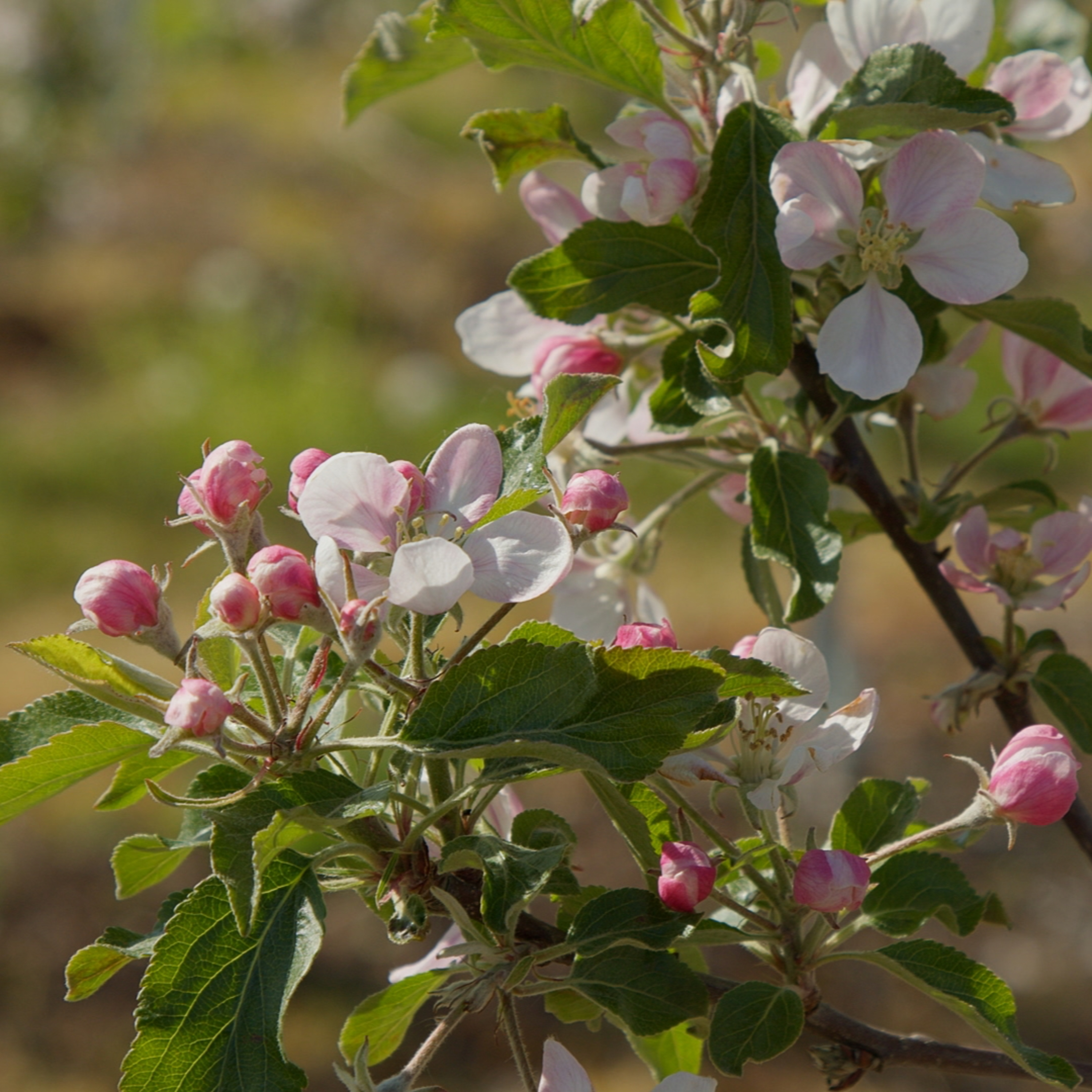 Przegląd Sadowniczy - sadownictwo