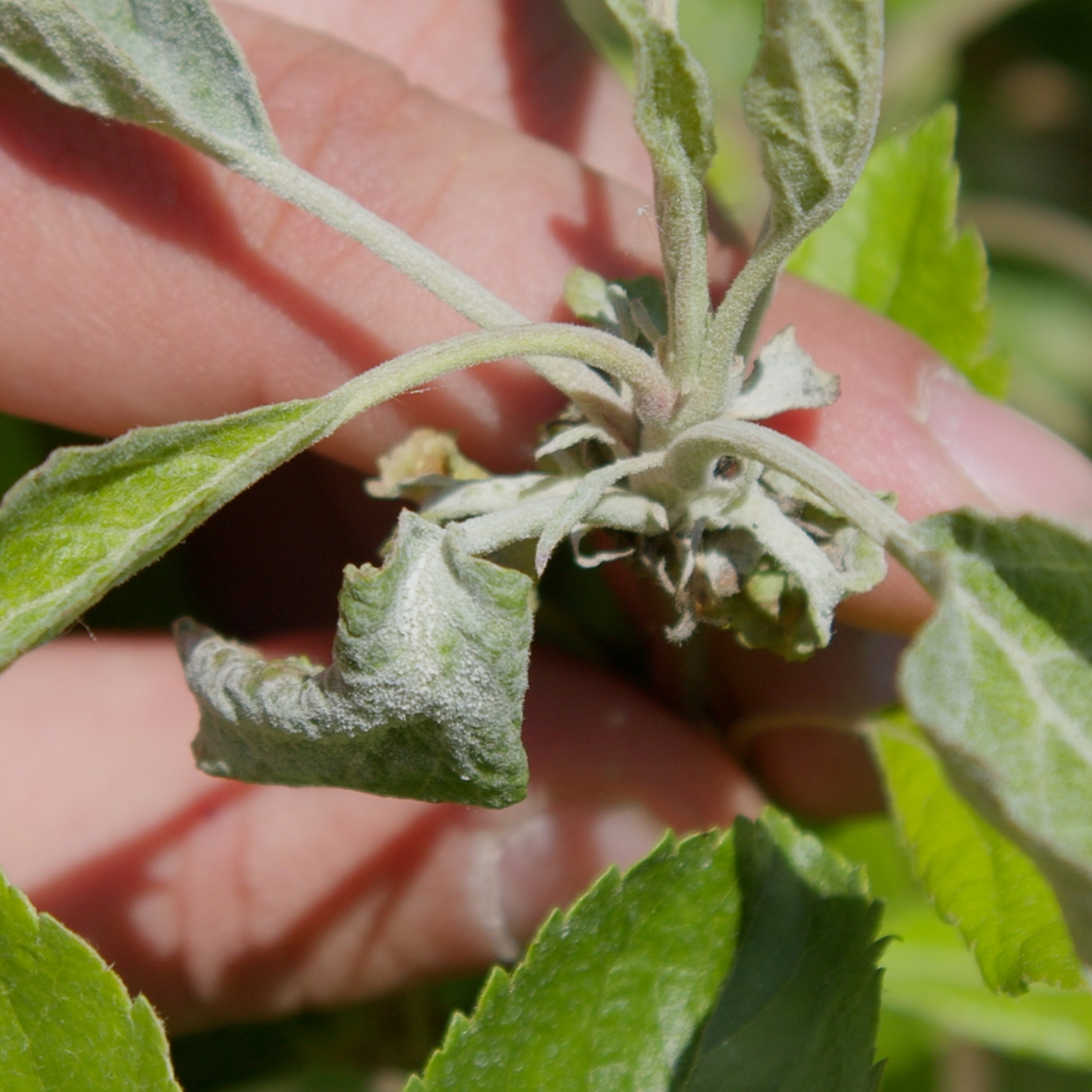 Przegląd Sadowniczy - sadownictwo