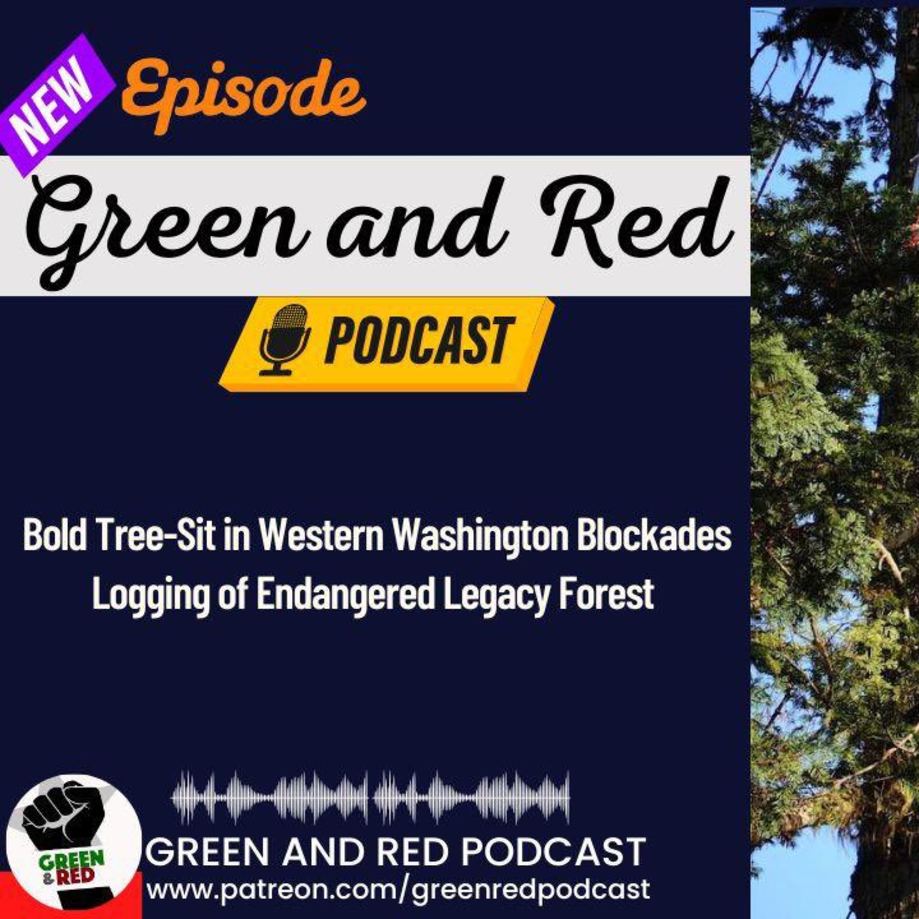 Bold Tree-Sit in Western Washington Blockades Logging of Endangered Legacy Forest (G&R 384)