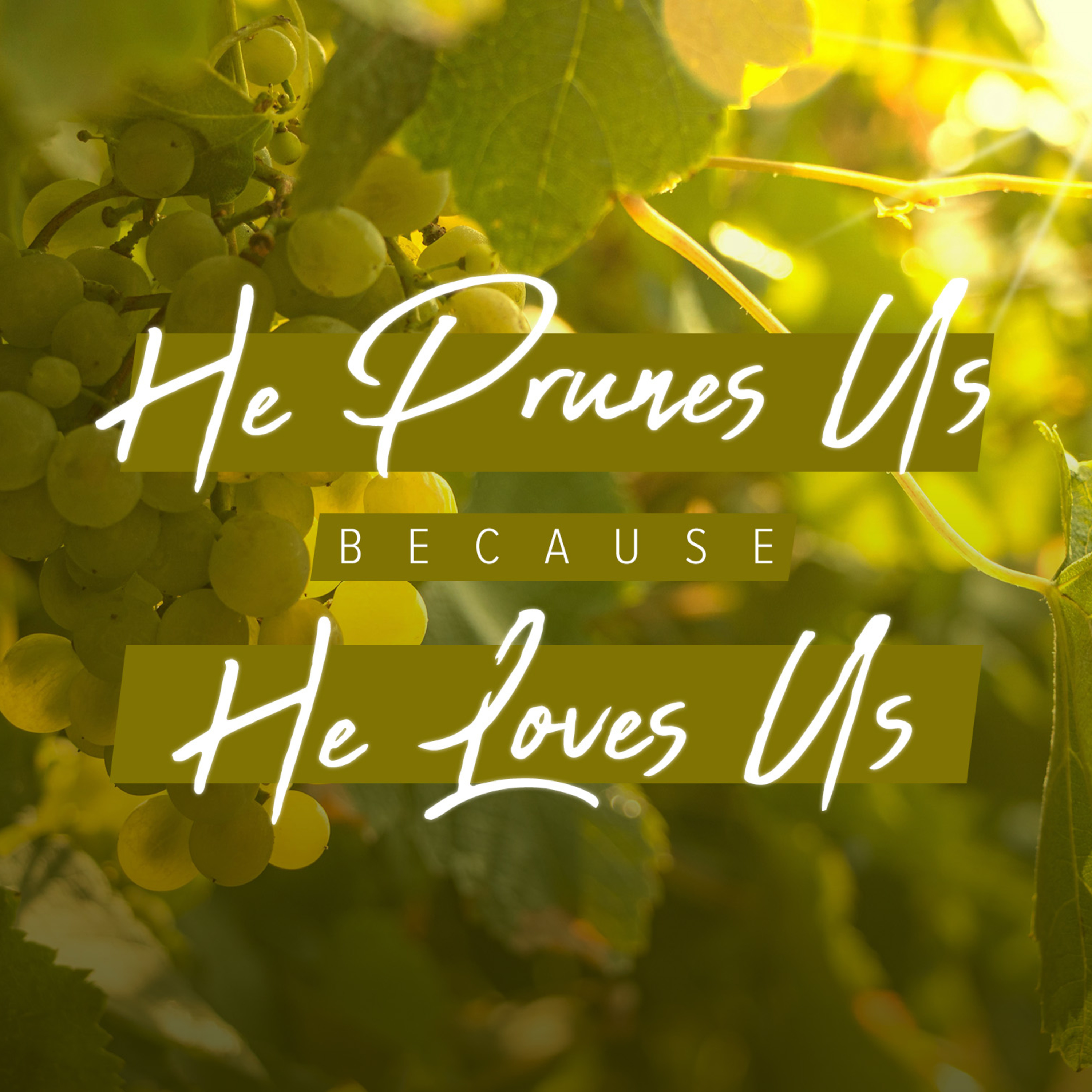He Prunes Us Because He Loves Us (Josh Taylor) - 7 July 2024 episode artwork