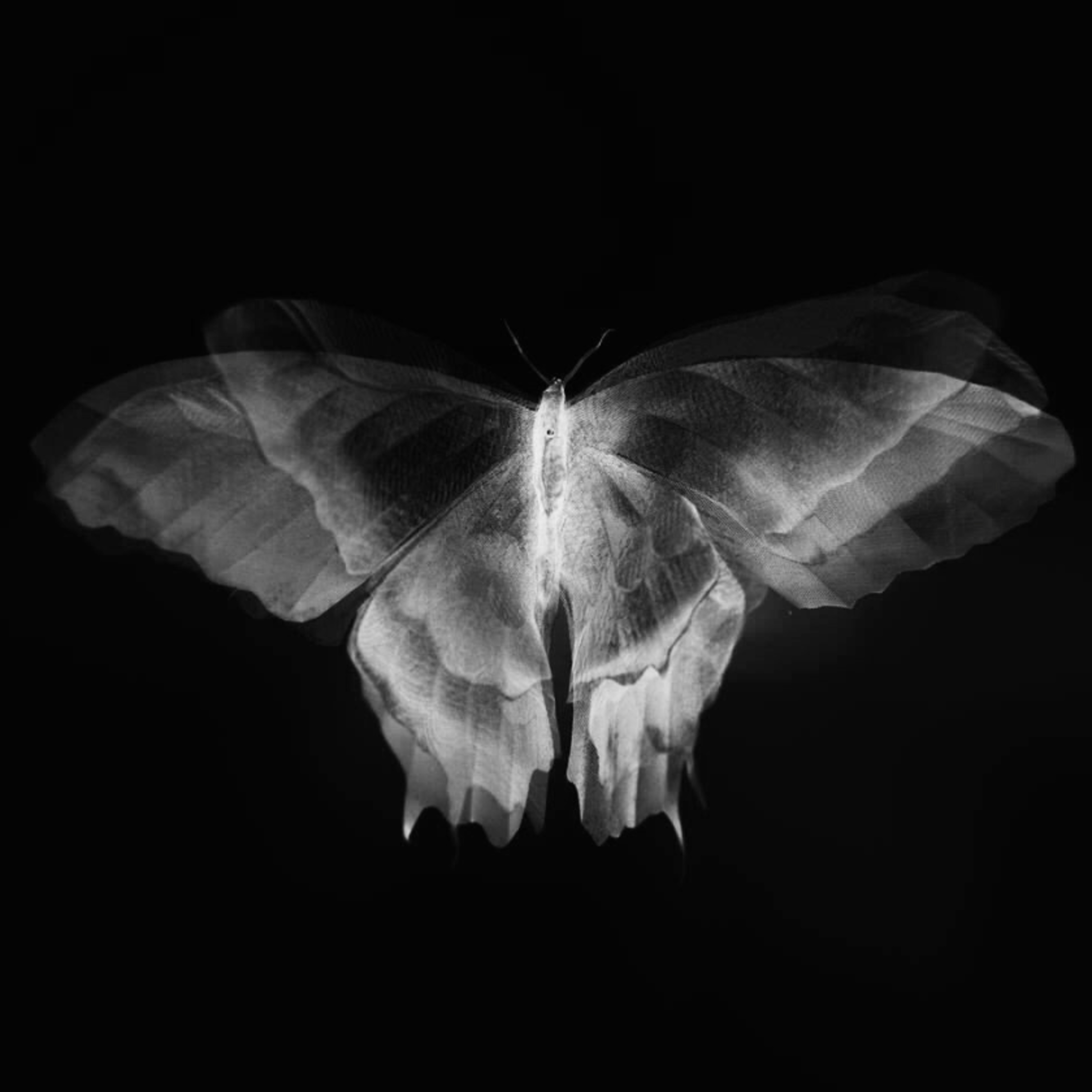 füruğ ferruhzad - güvercinin ruhu (seslendiren: süveyda) episode artwork