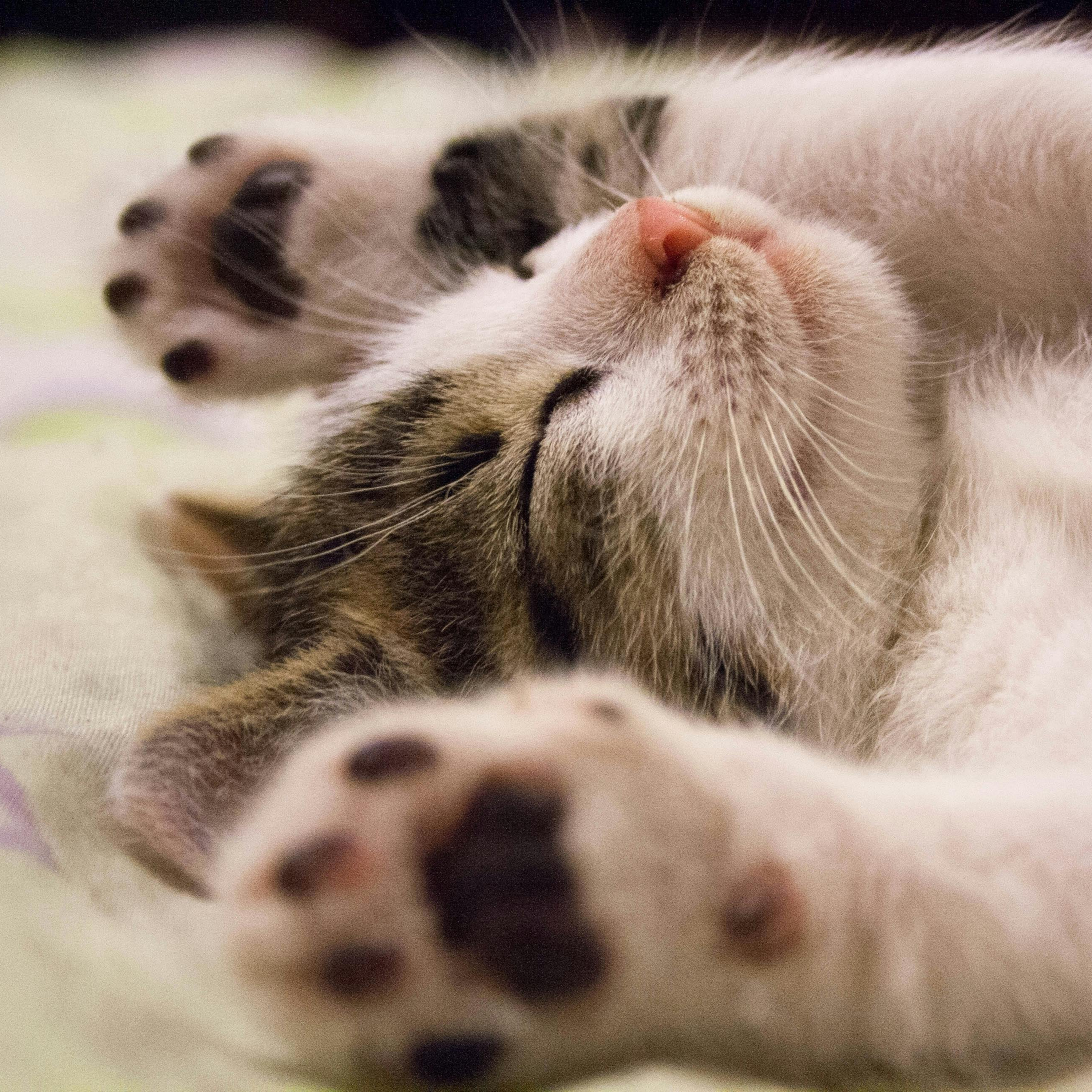 Os gatos e suas datas especiais: amor ou preconceito?