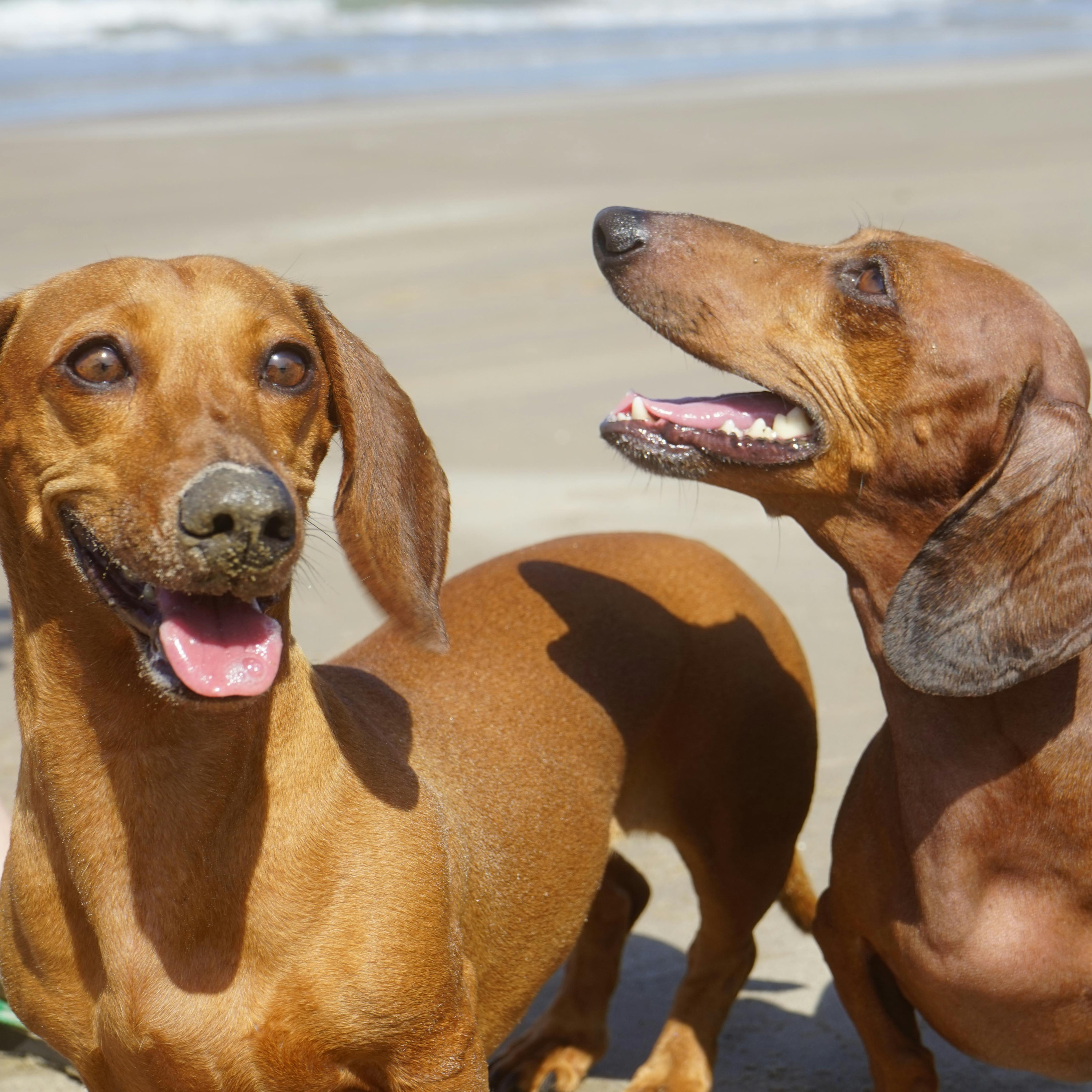 Cães podem ter relações fraternais? Veterinária explica!