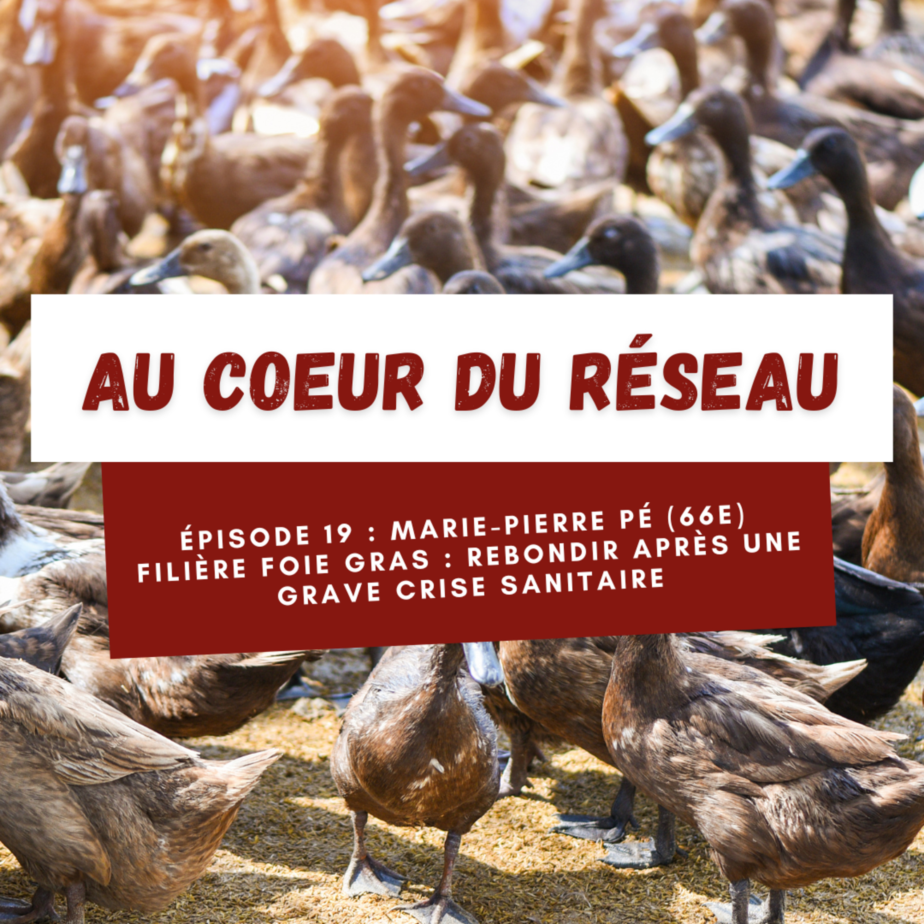 Au coeur du réseau