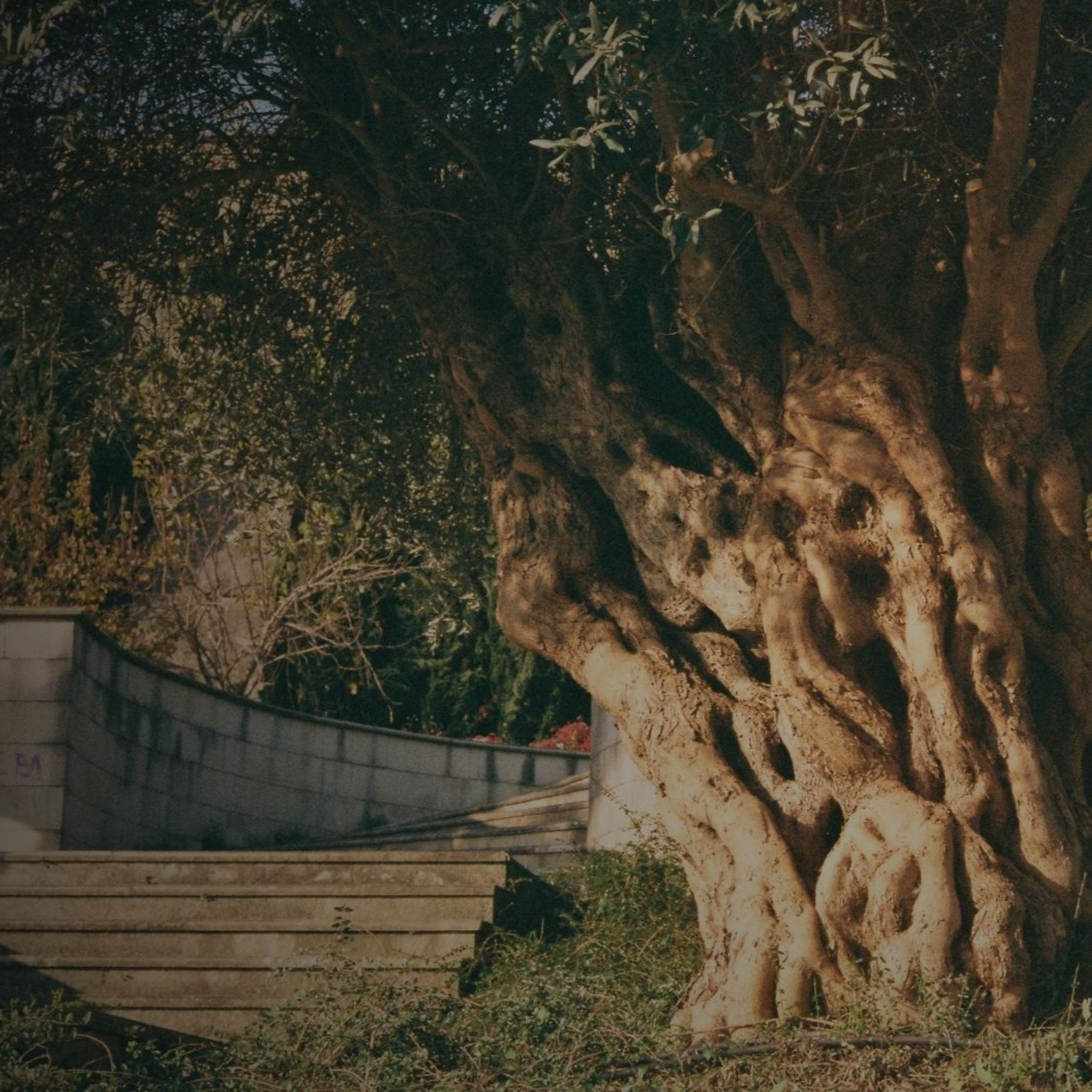 Episode 162: Grafted into Israel episode artwork