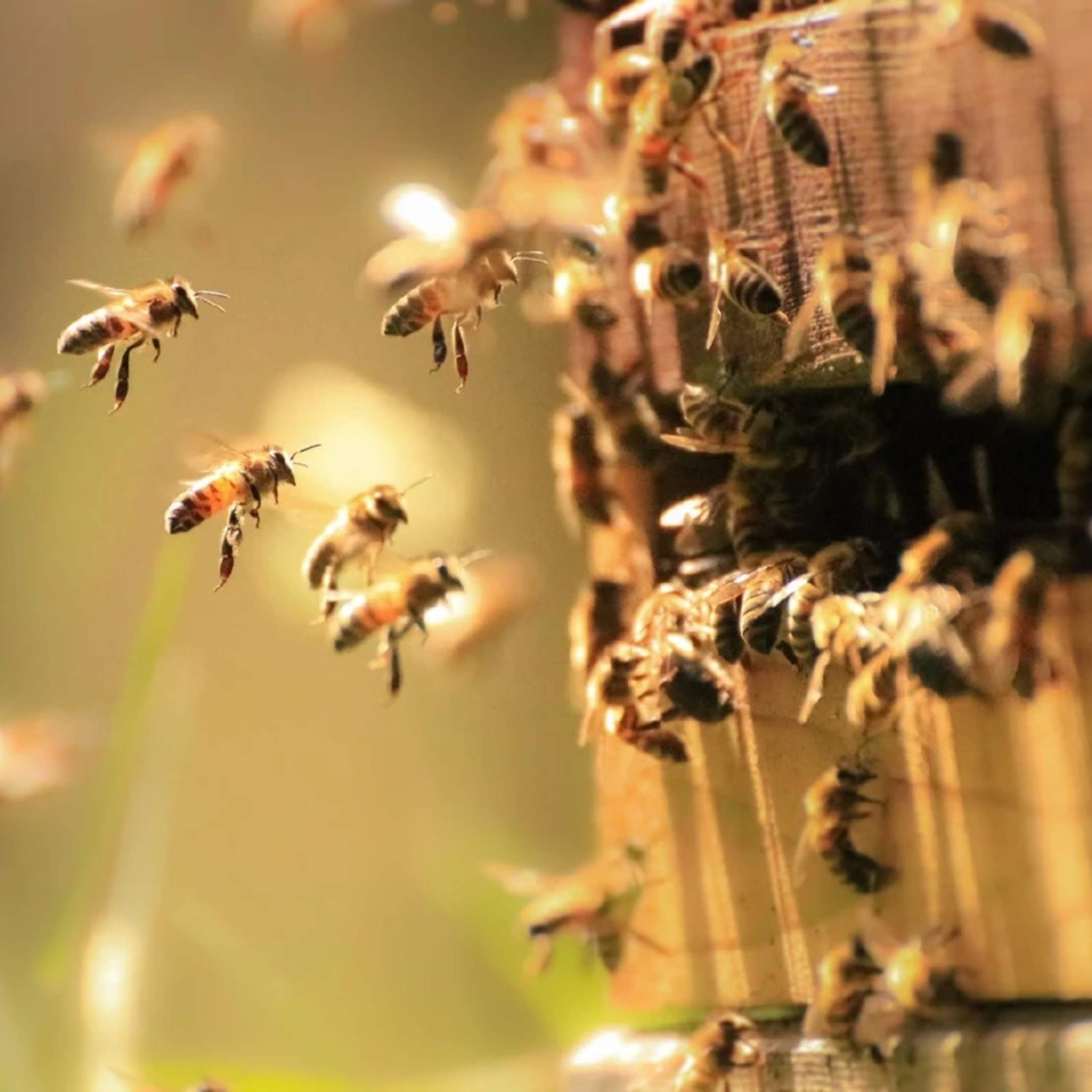 Abelhas: sociedade, ecologia e o papel do Brasil na conservação das sem ferrão!