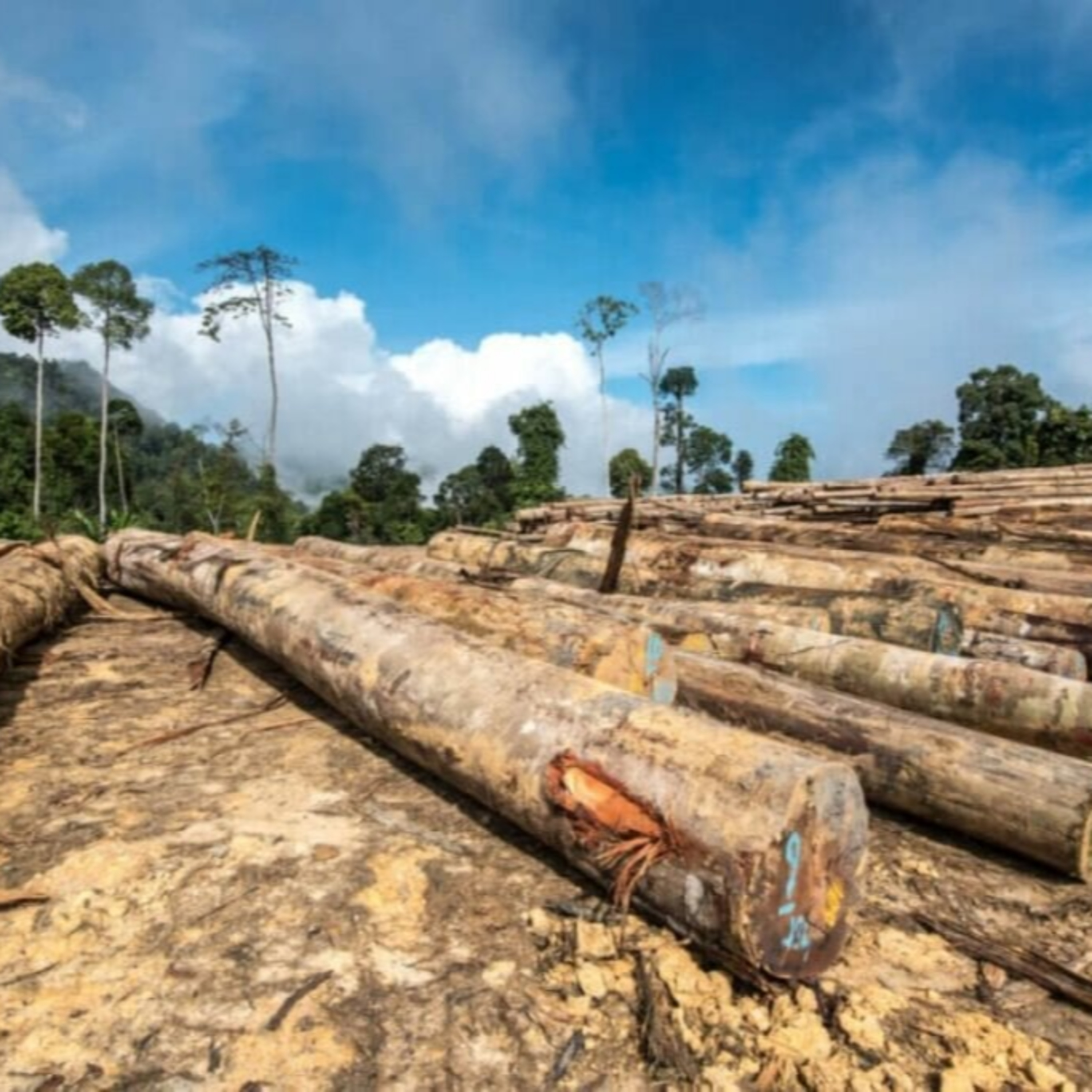 O que é a COP30, por que ela importa e será histórica? Especialista explica!