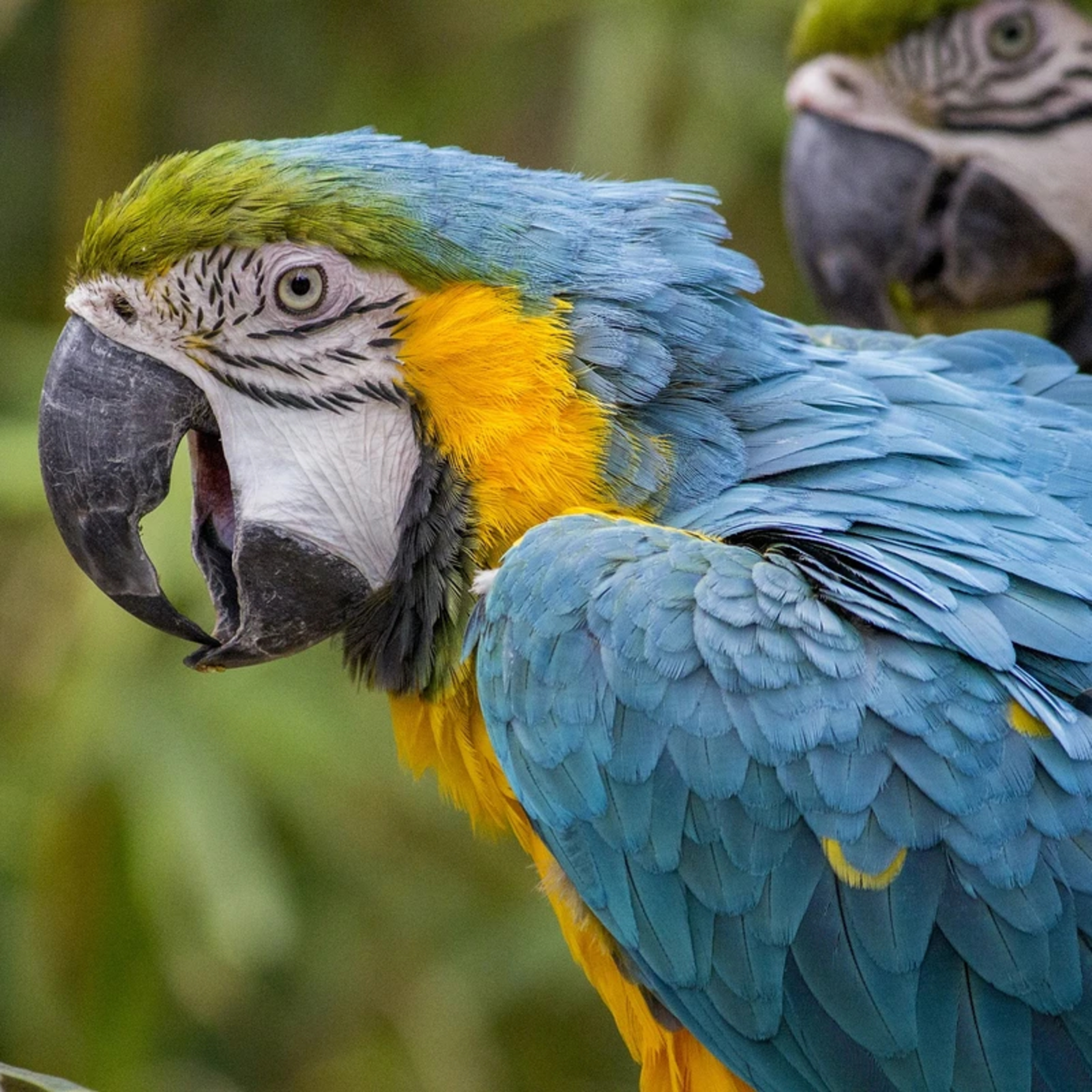 "Ararinhas-azuis": é possível o retorno de um ícone à natureza?