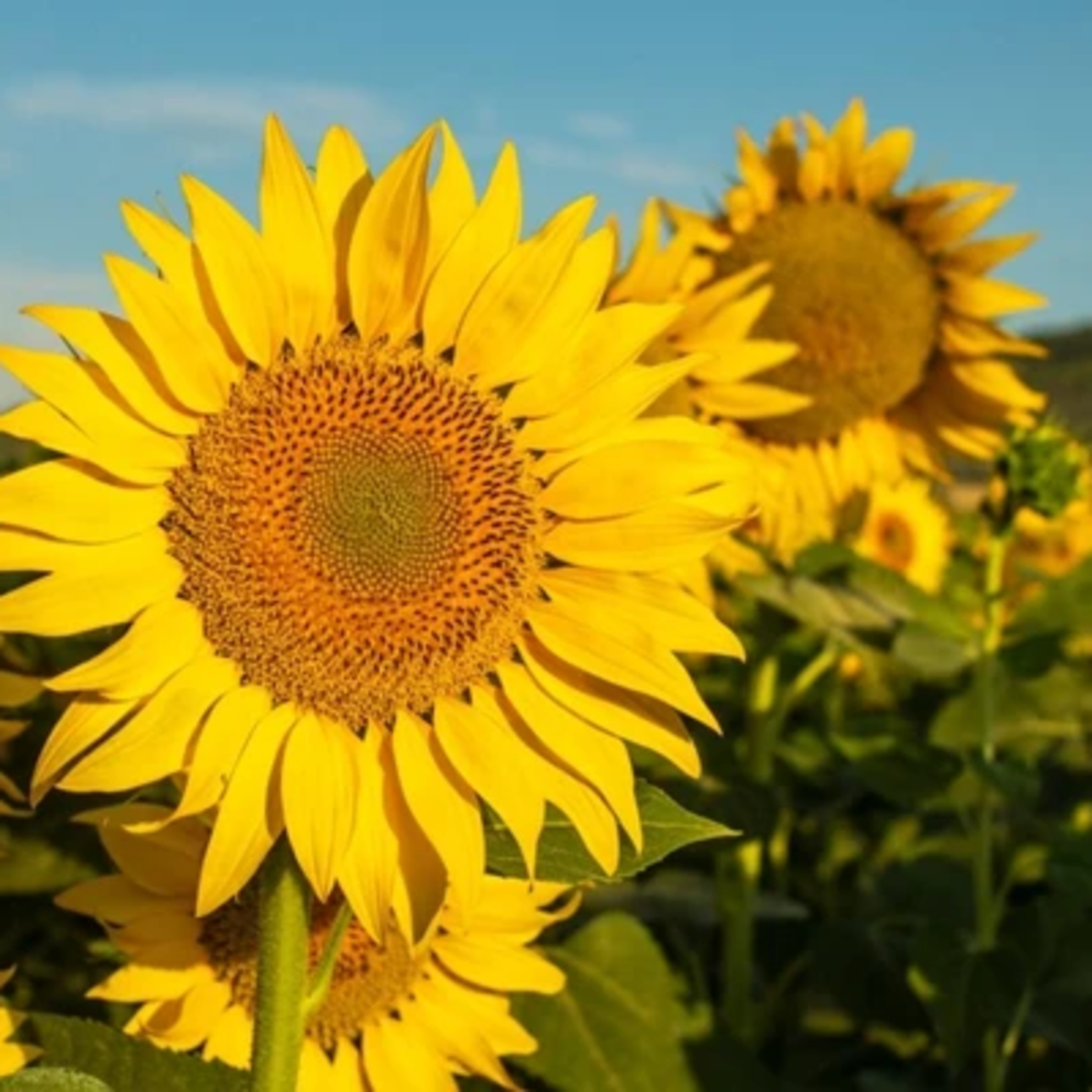 Como as flores sabem que chegou a primavera?