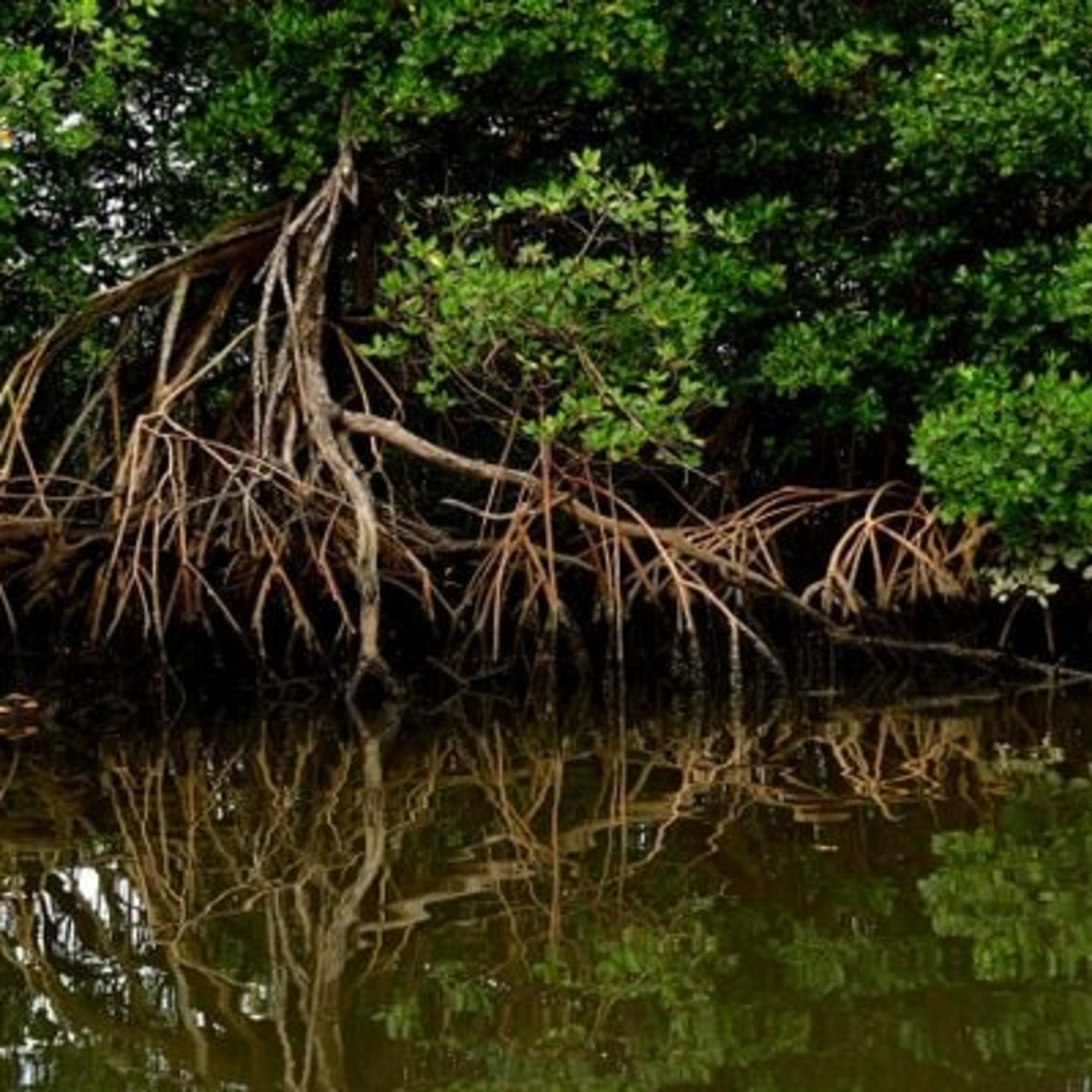 Entenda por que é importante proteger manguezais e recifes