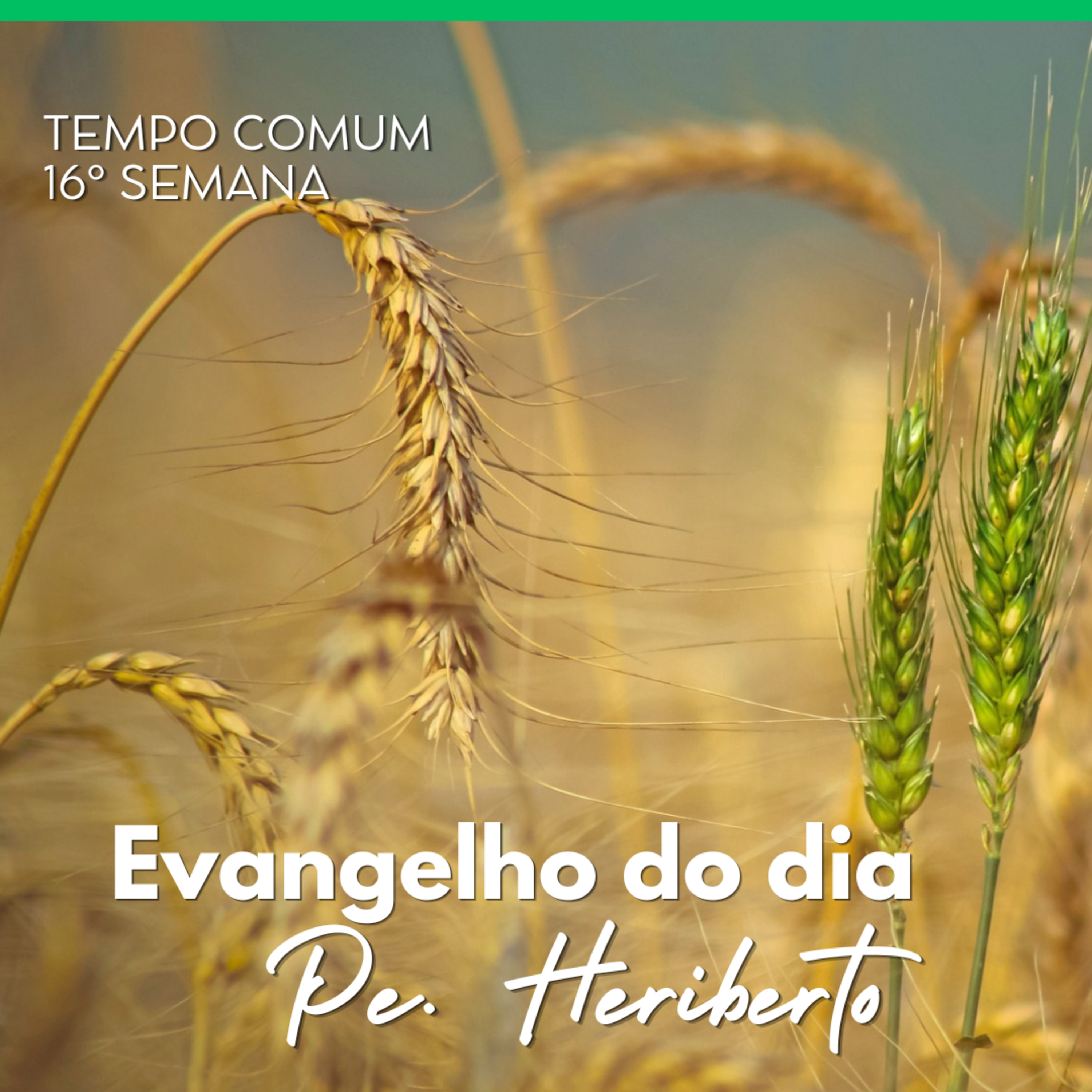 16º DOMINGO | 19 JUL 26 | Mt 13,24-43 episode artwork