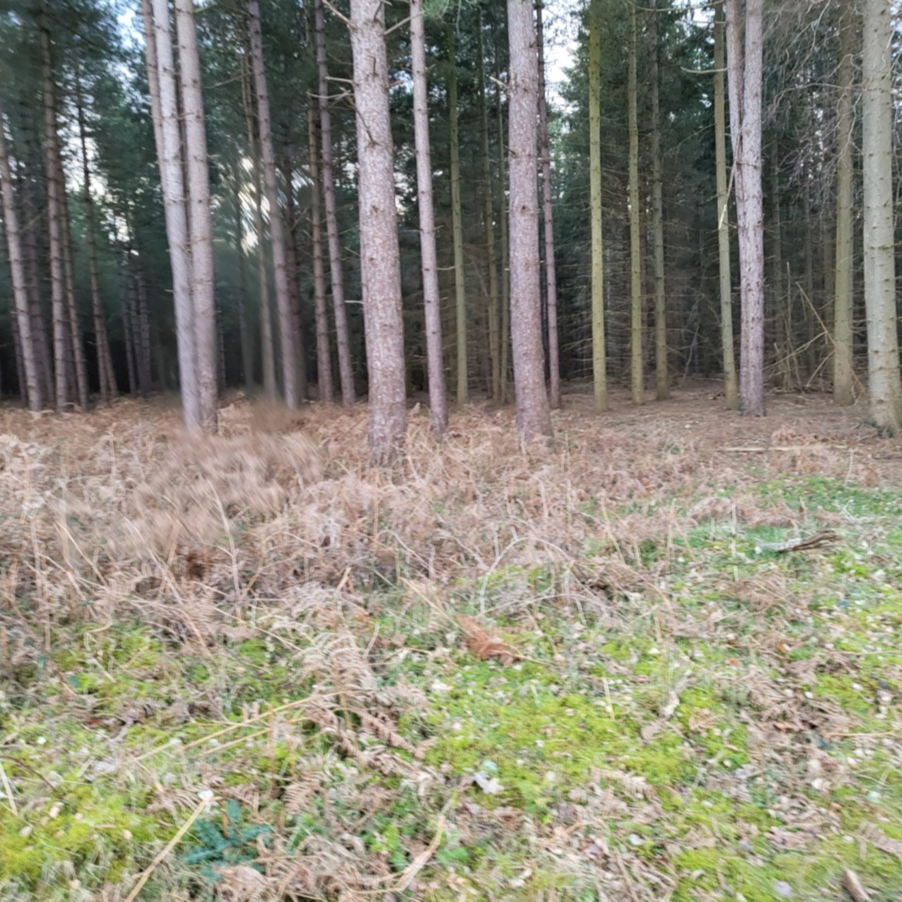 screaming Woods Pluckley