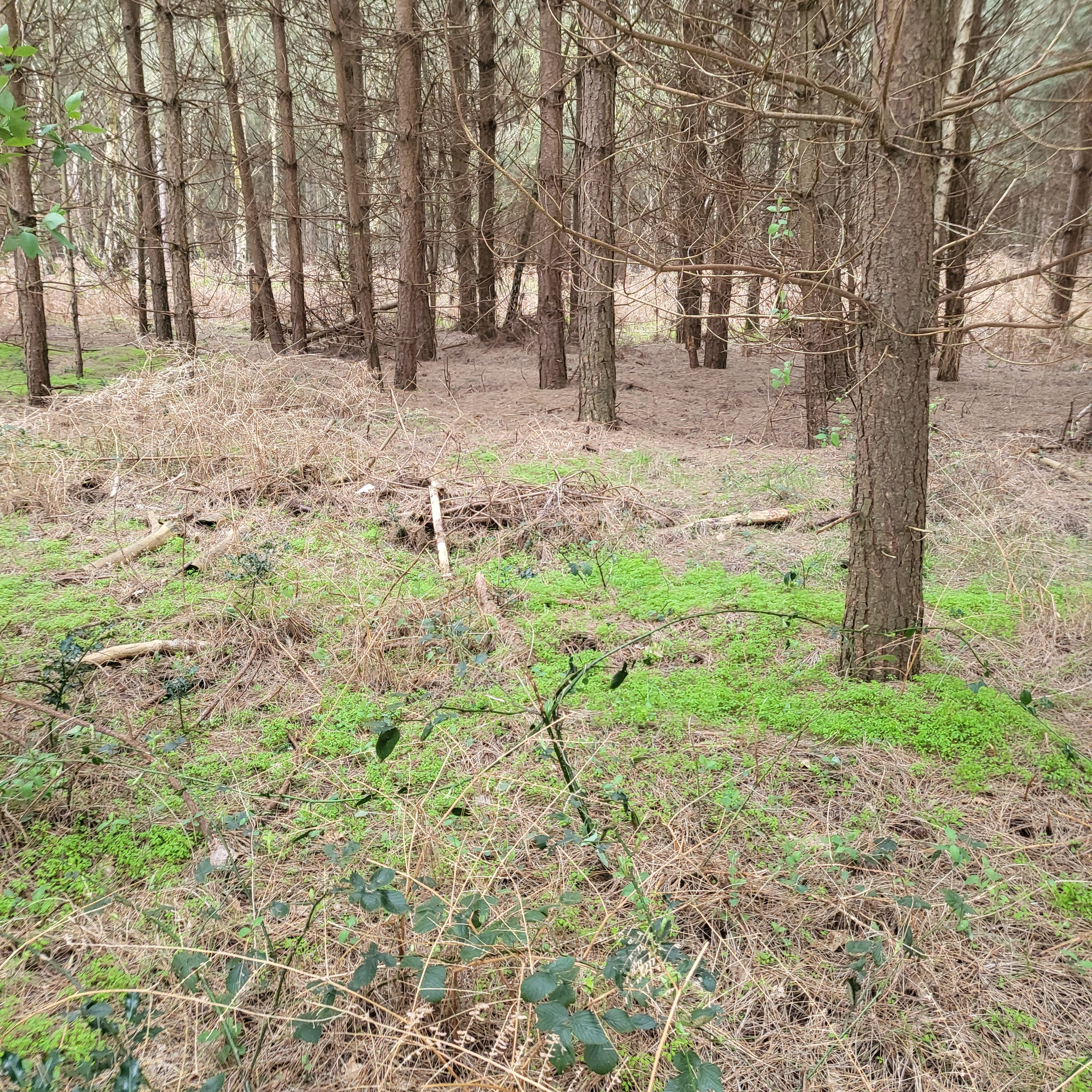 rendlesham forest incident ufo